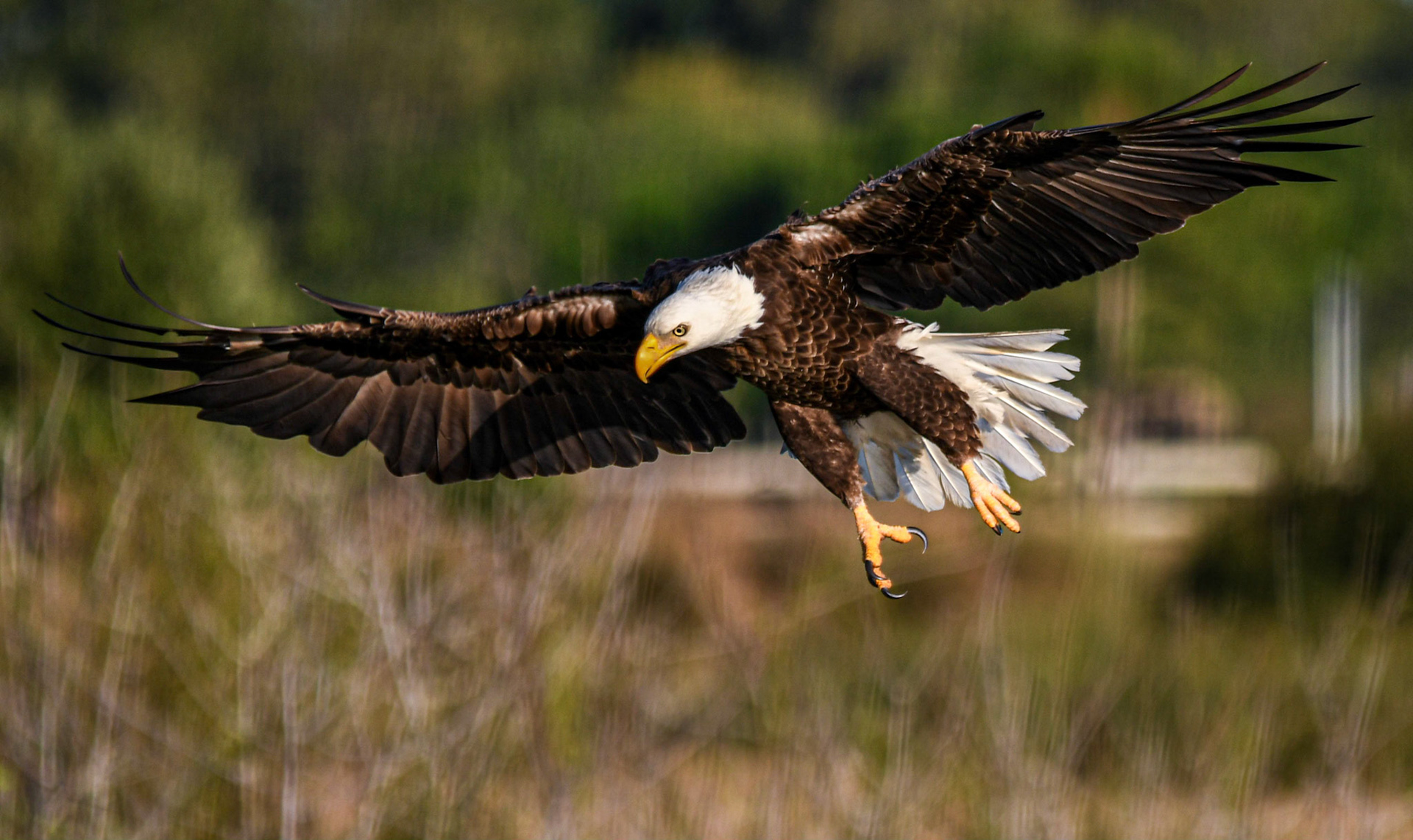 Bald eagle