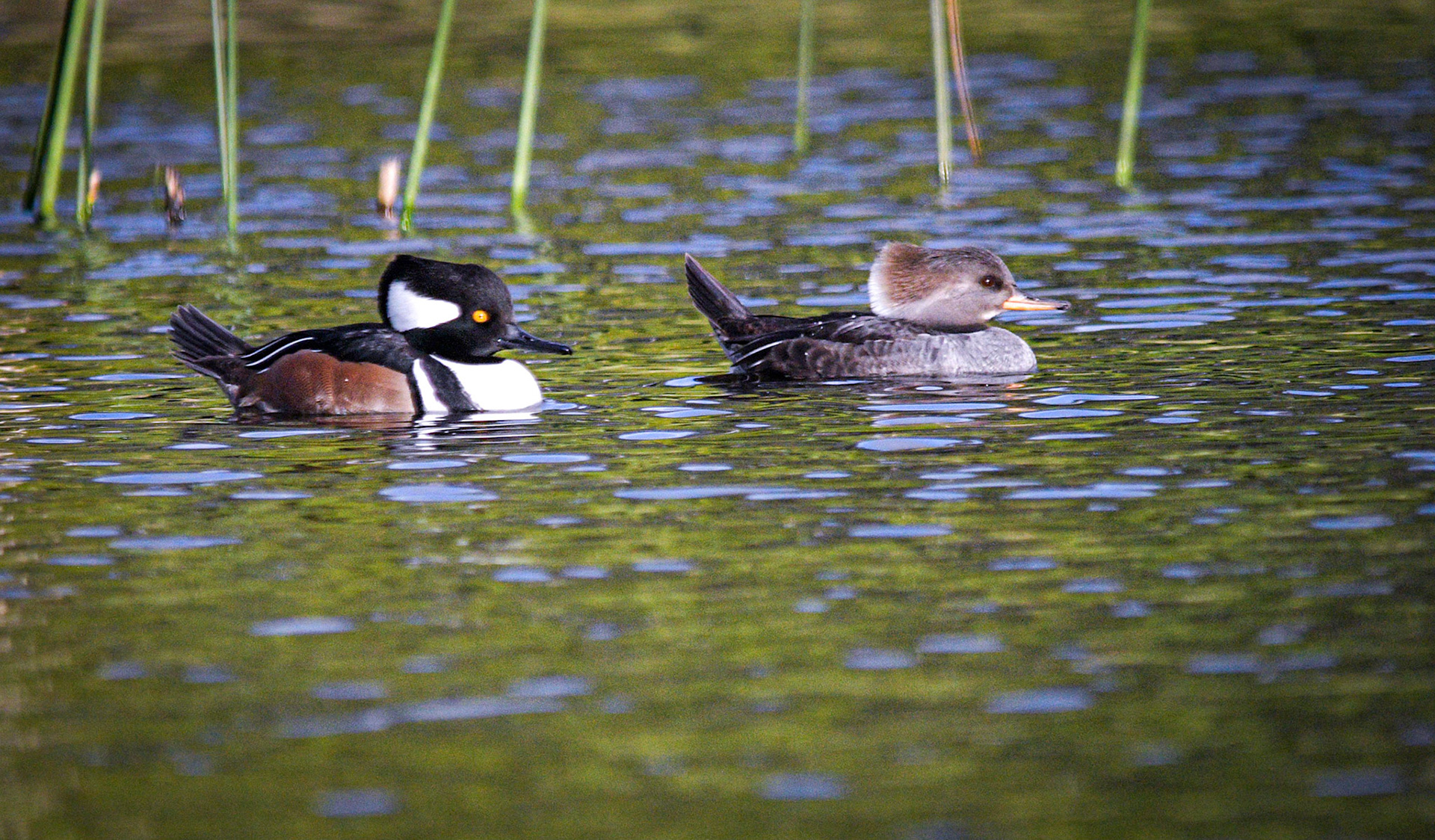 Hooded Merganser