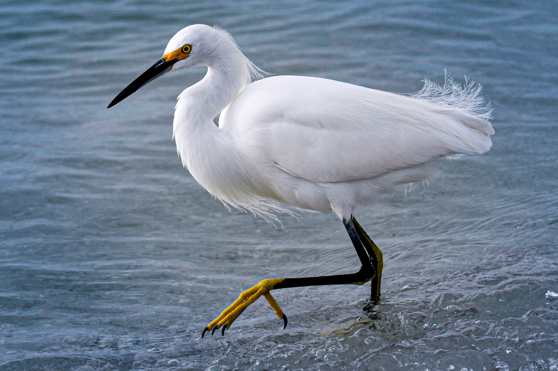 Snowy egret