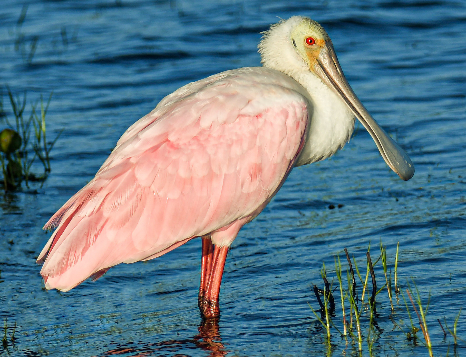 Roseate Spoonbill