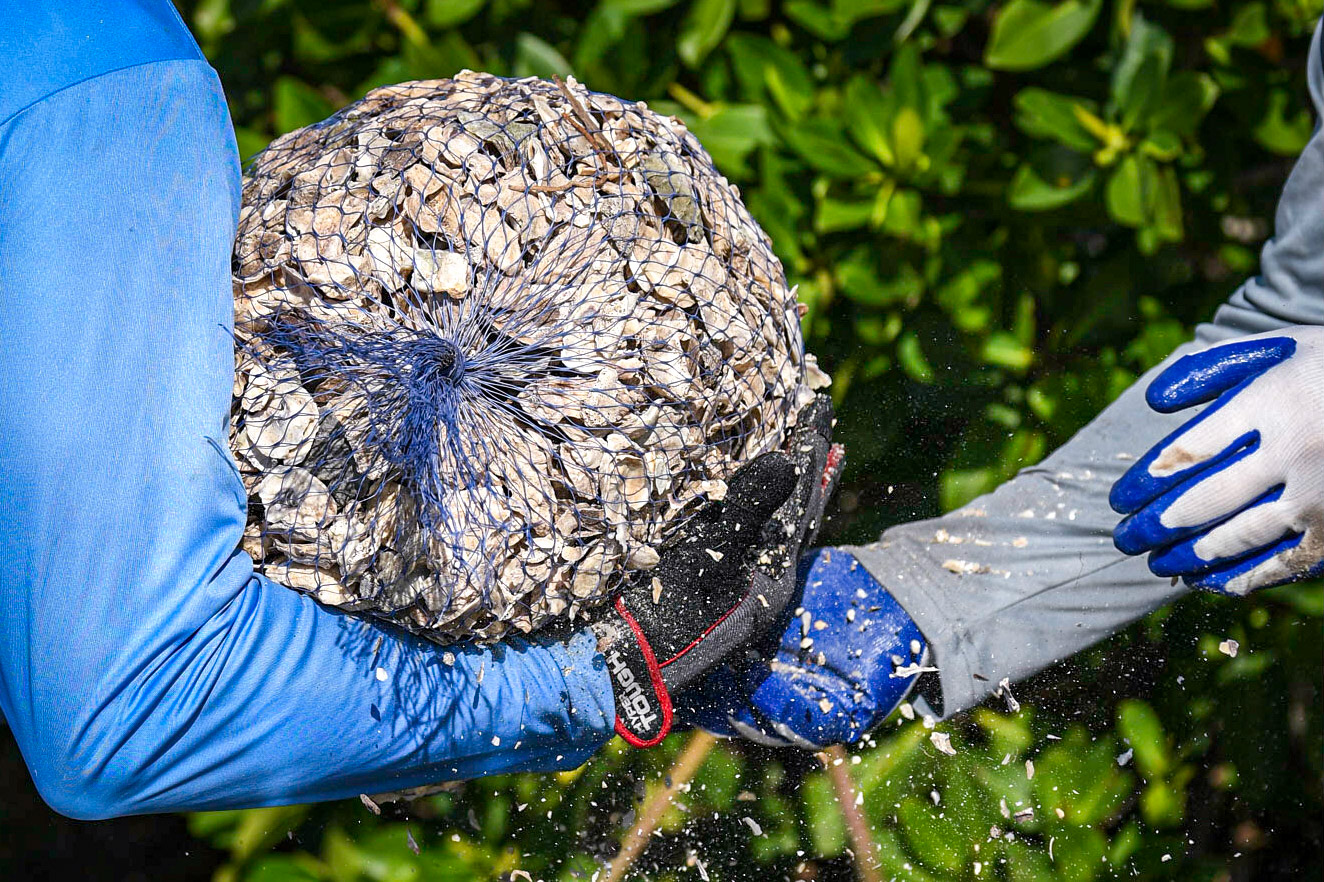 Blackburn Point Oyster Bag Deployment