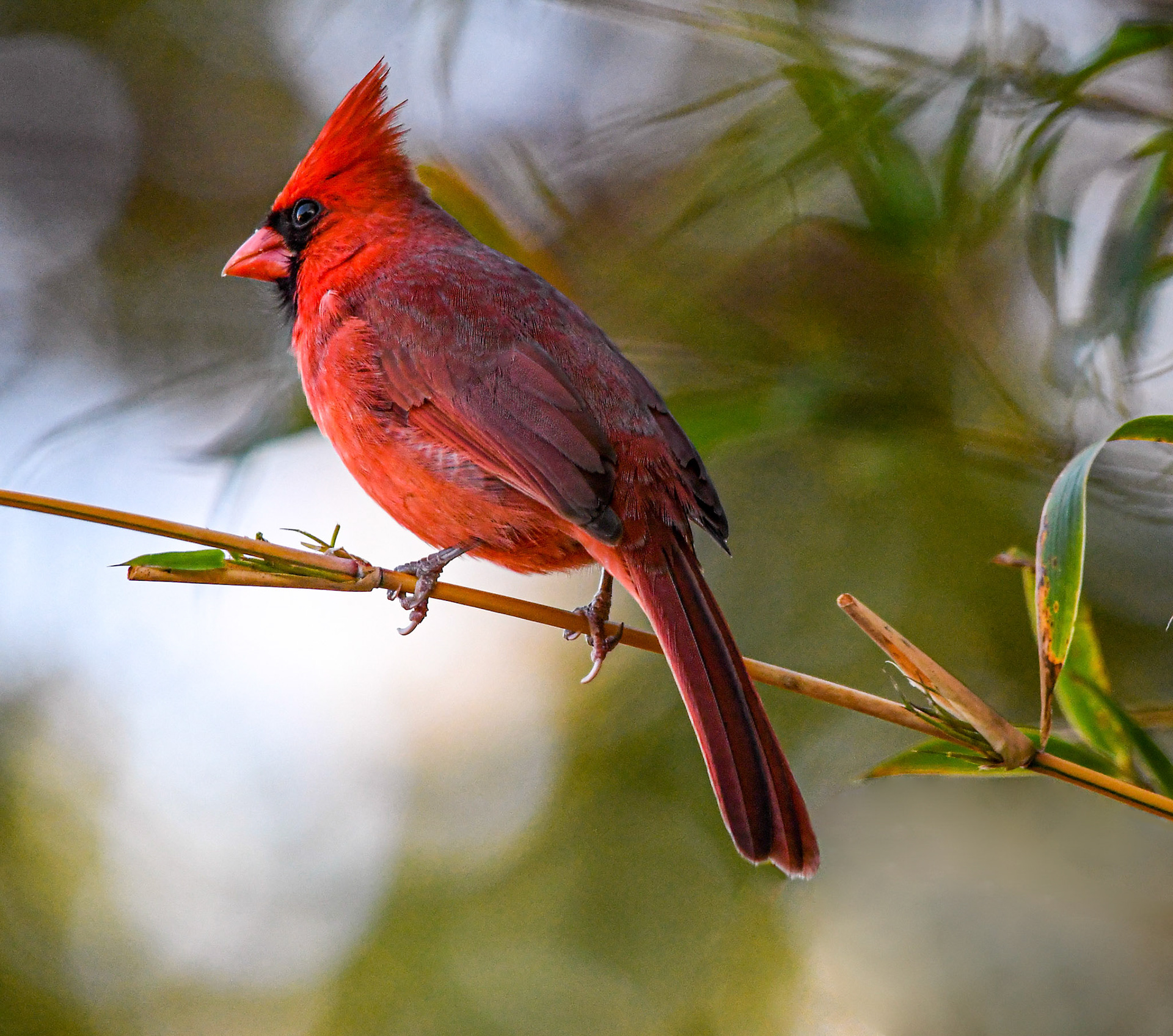 Northern cardinal