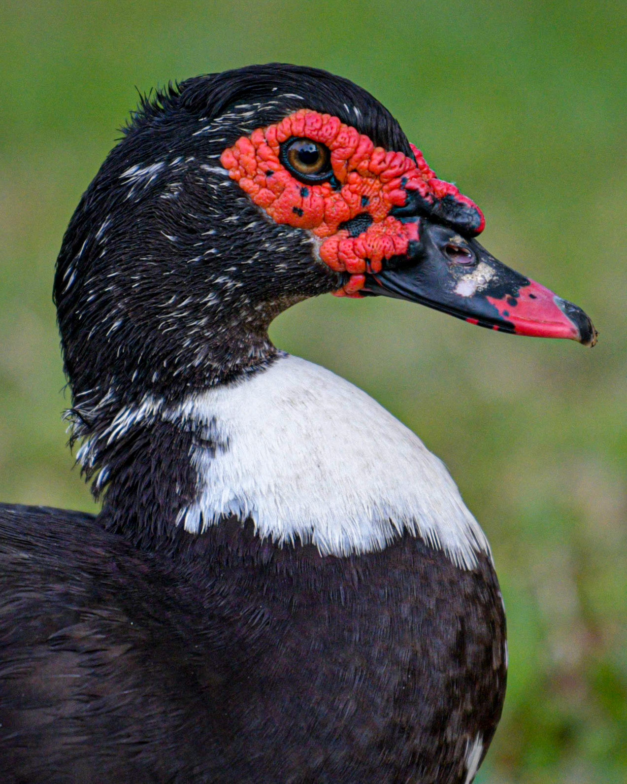 Muscovy Duck