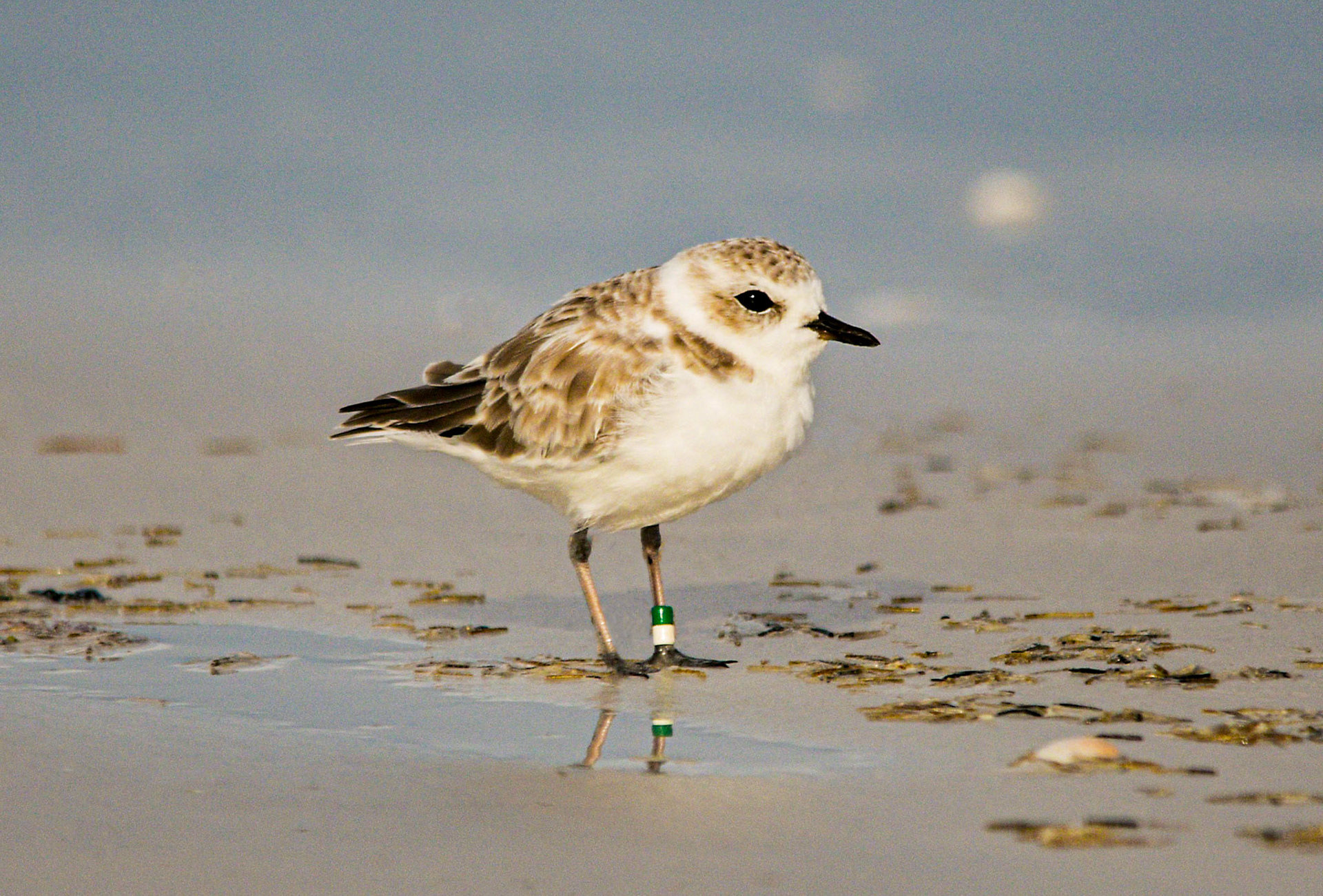 Catching up with Ms. Sanibel