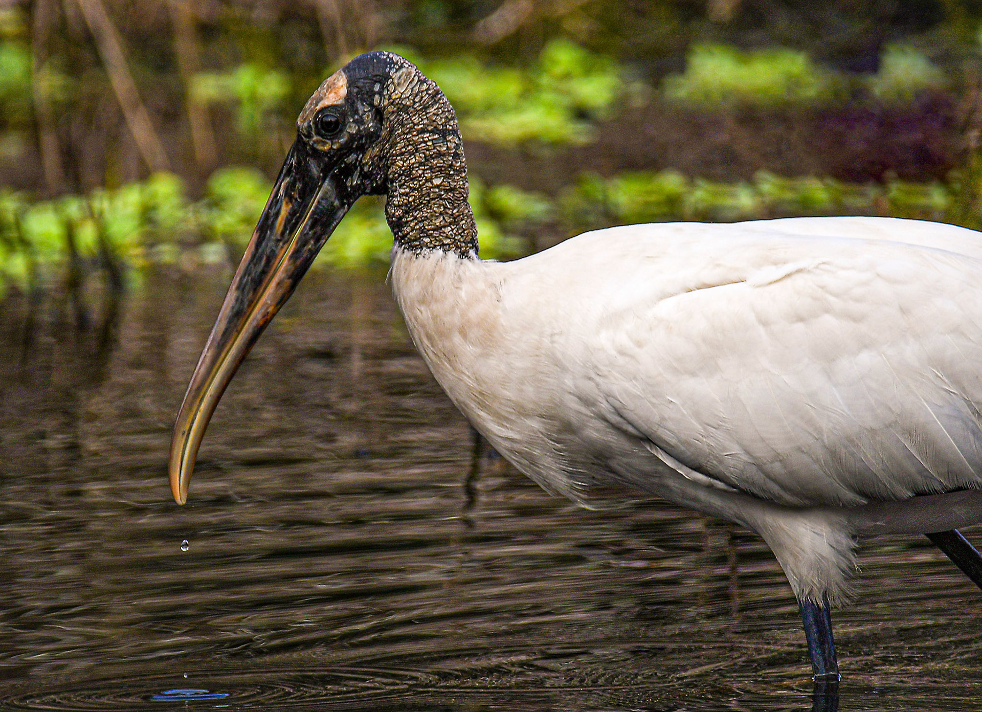 Wood stork