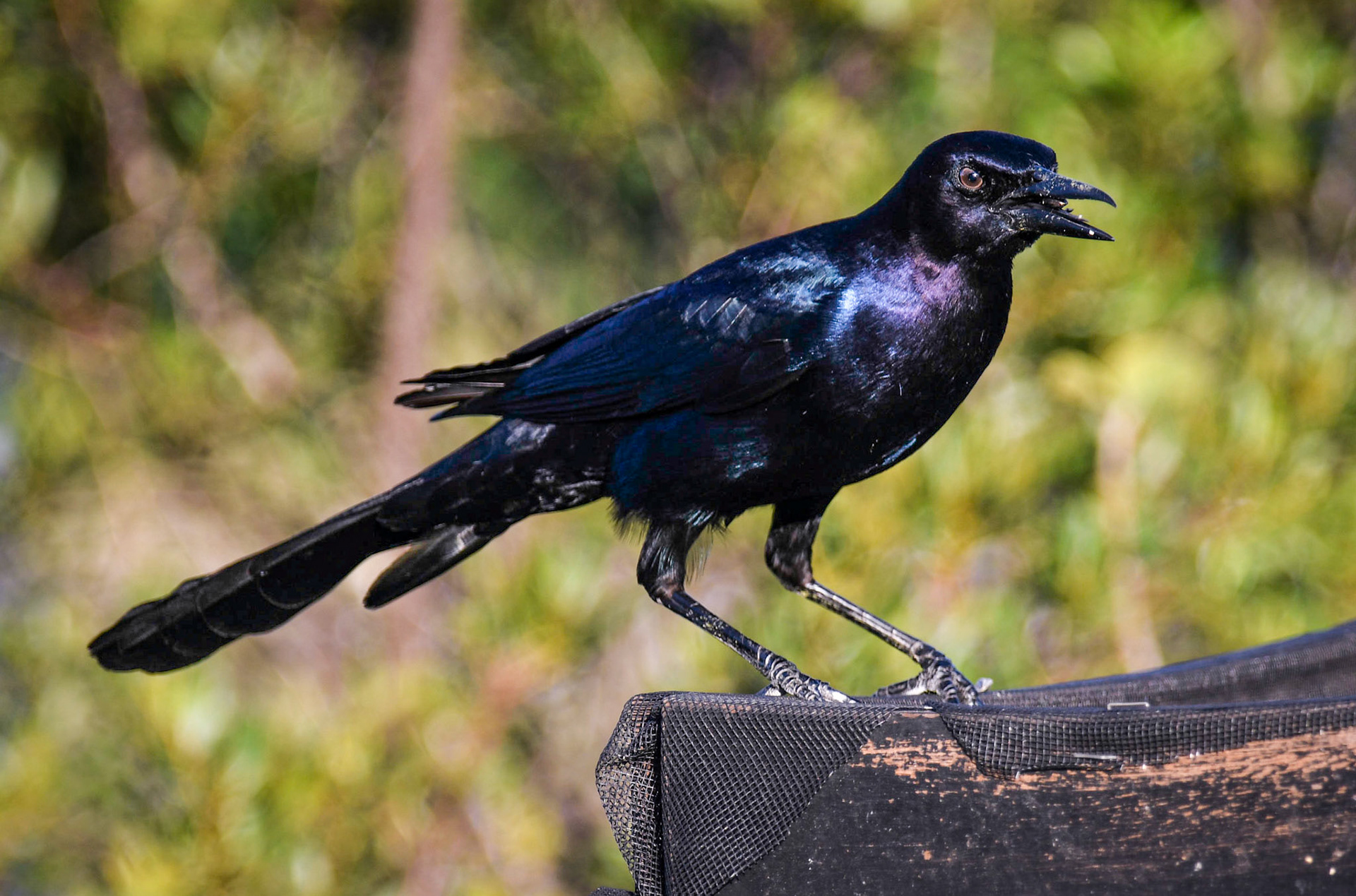 Boat-tailed grackle