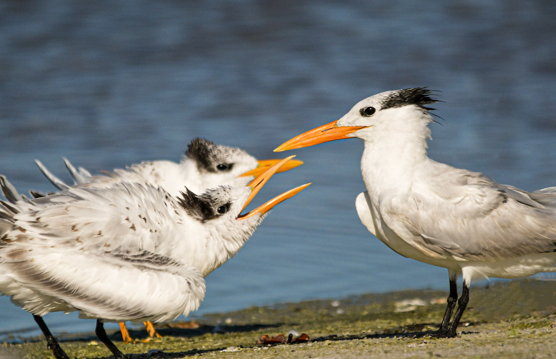 Royal tern