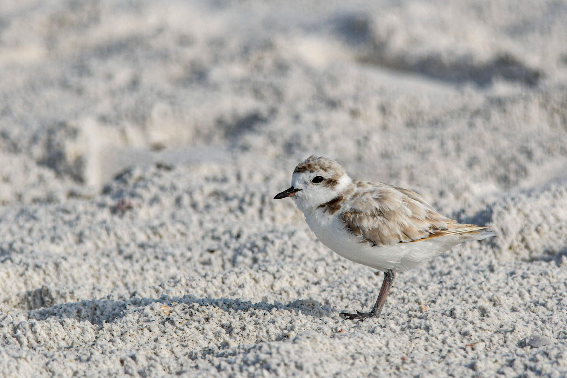 Snowy plover