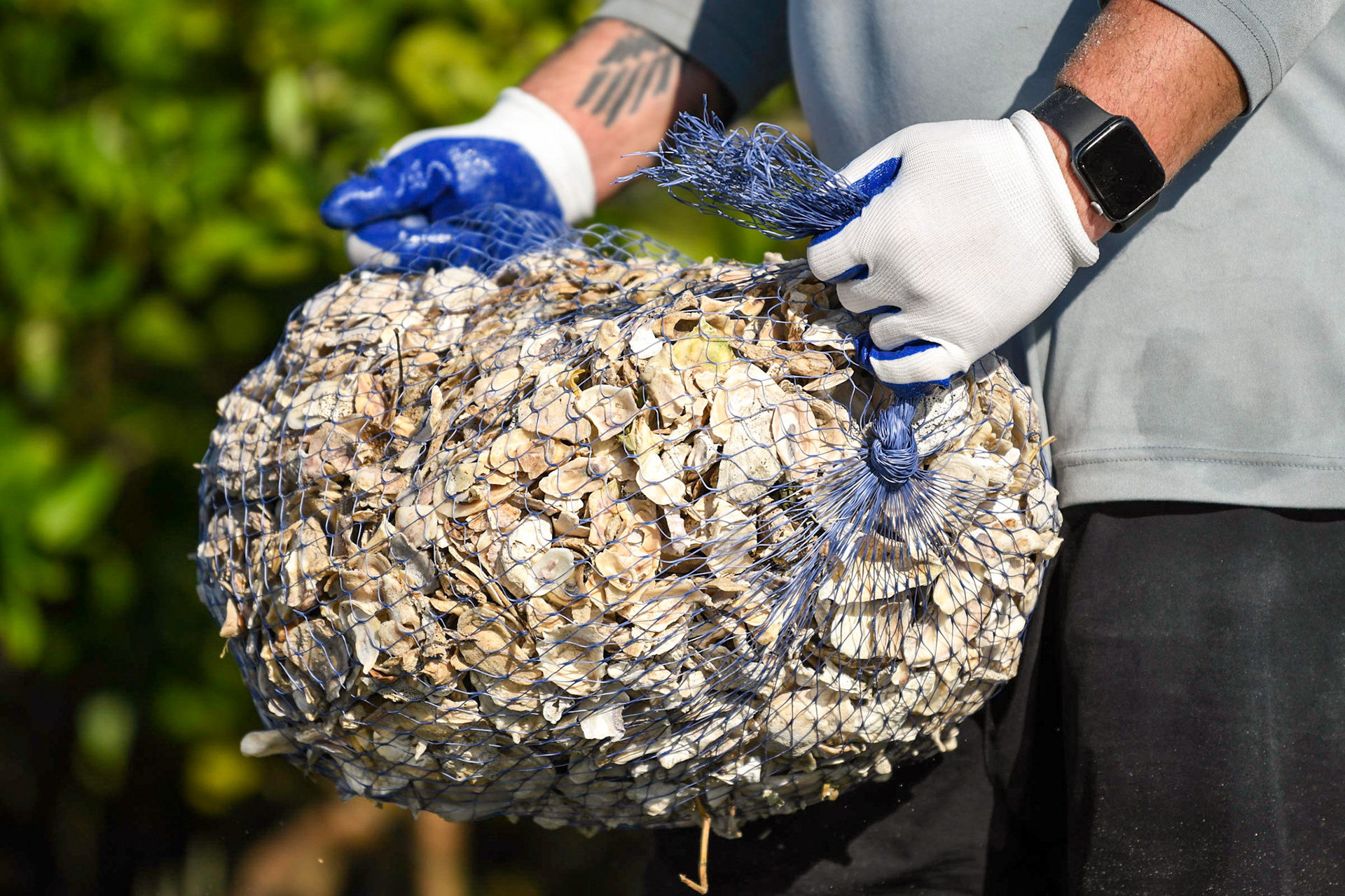 Blackburn Point Oyster Bag Deployment