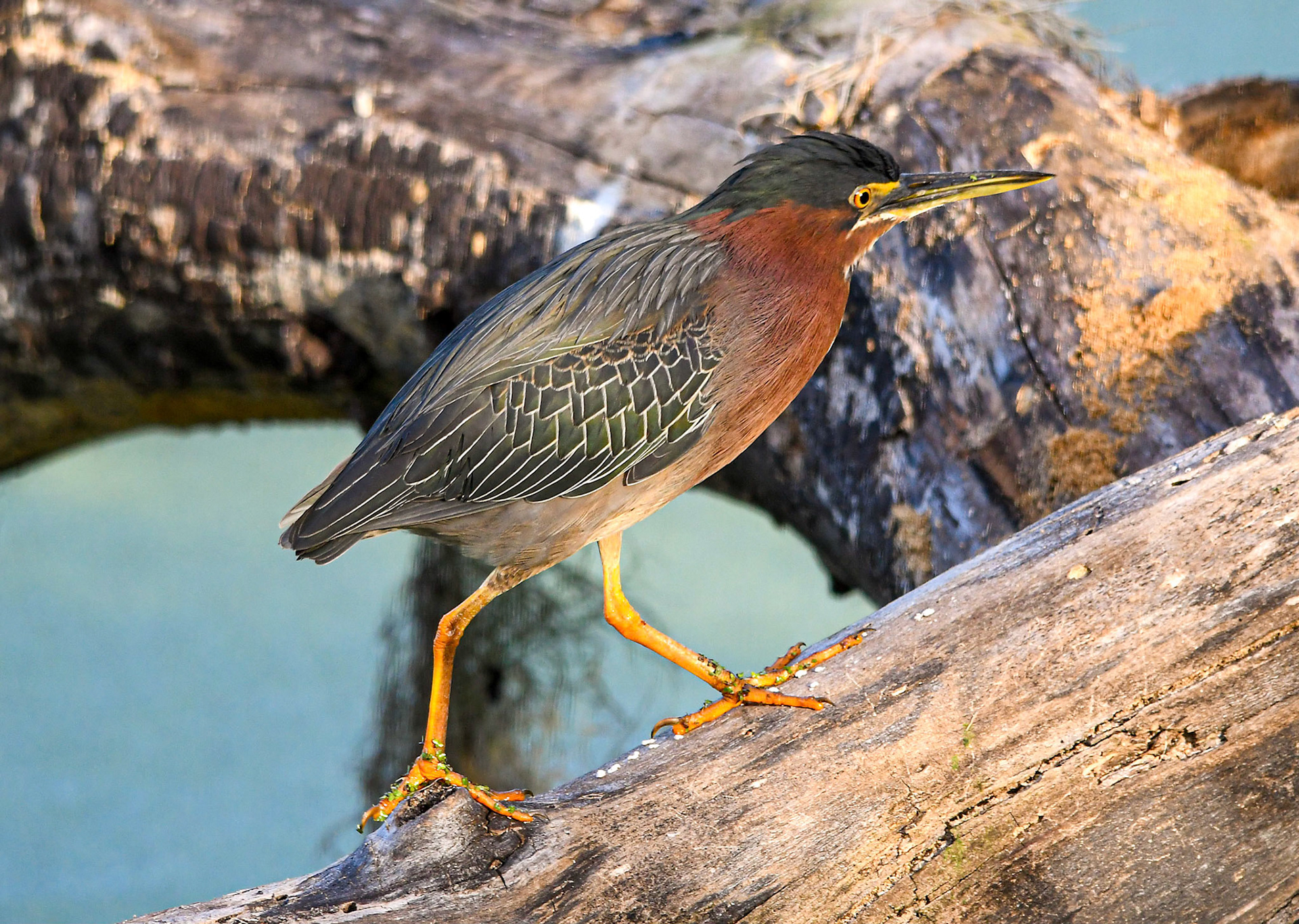 Green heron