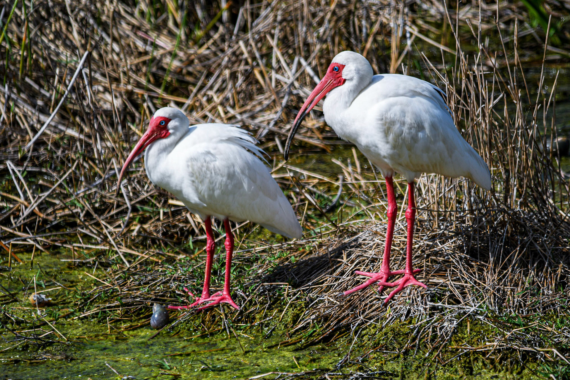 White Ibis