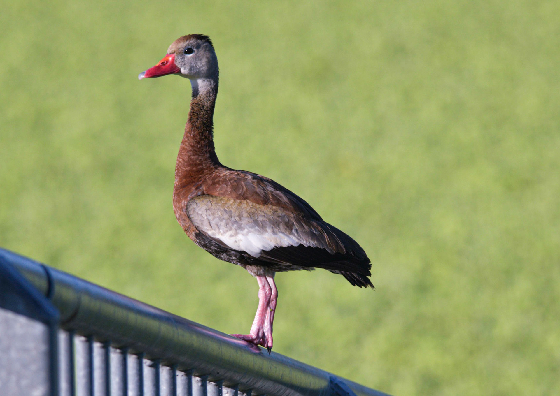 Black-bellied Whistling Duck