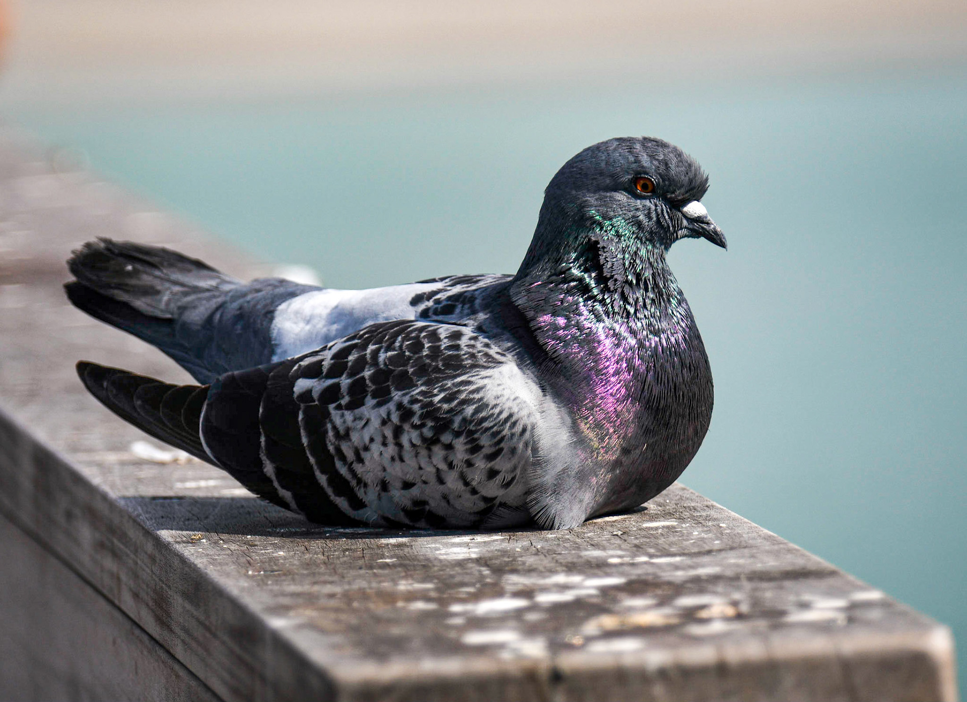 Rock Pigeon