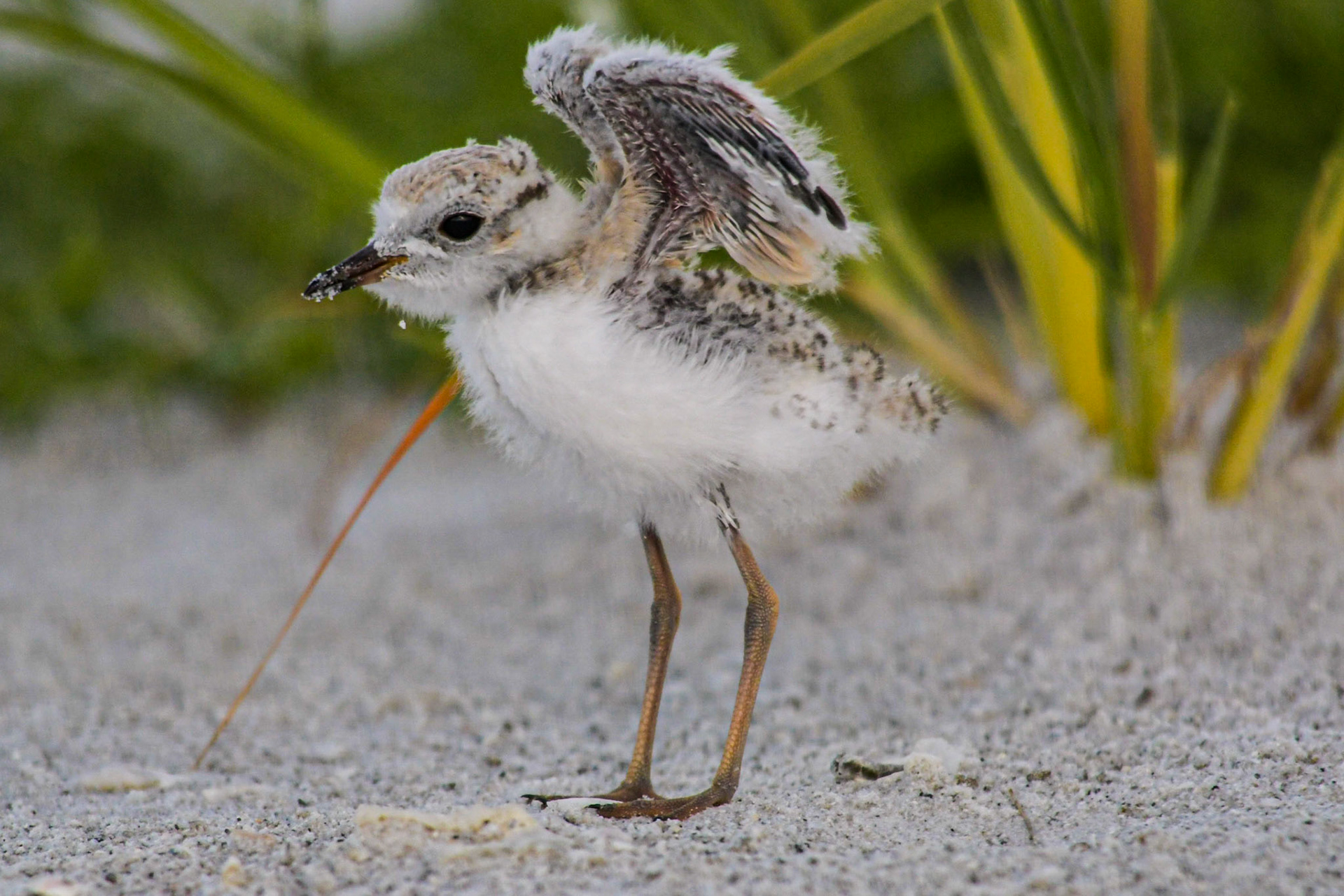 Snowy Plover Chick on Lido Beach, 2020