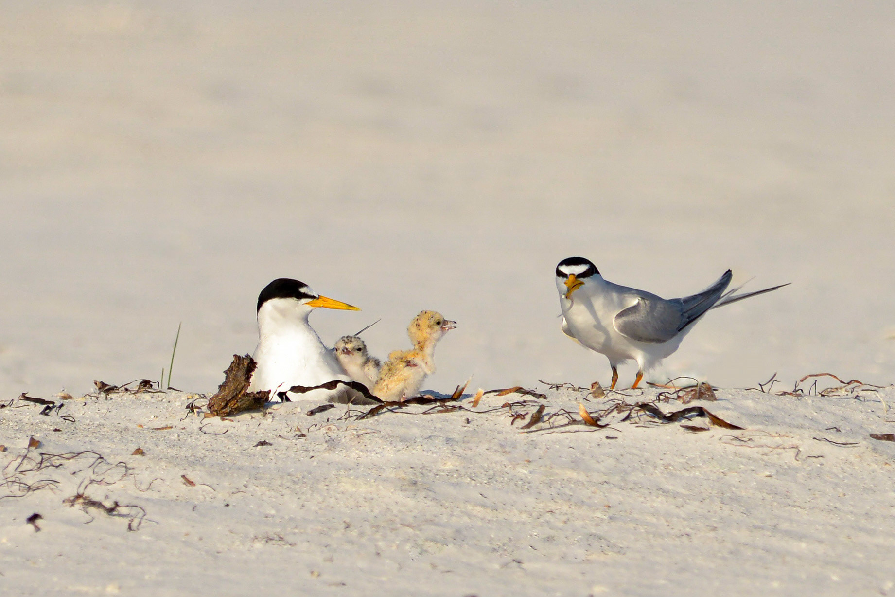 Least Tern