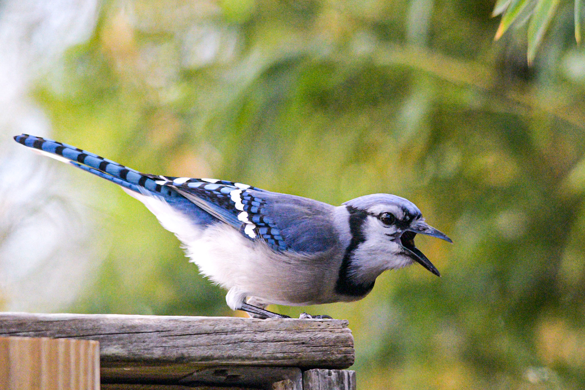 Blue Jay