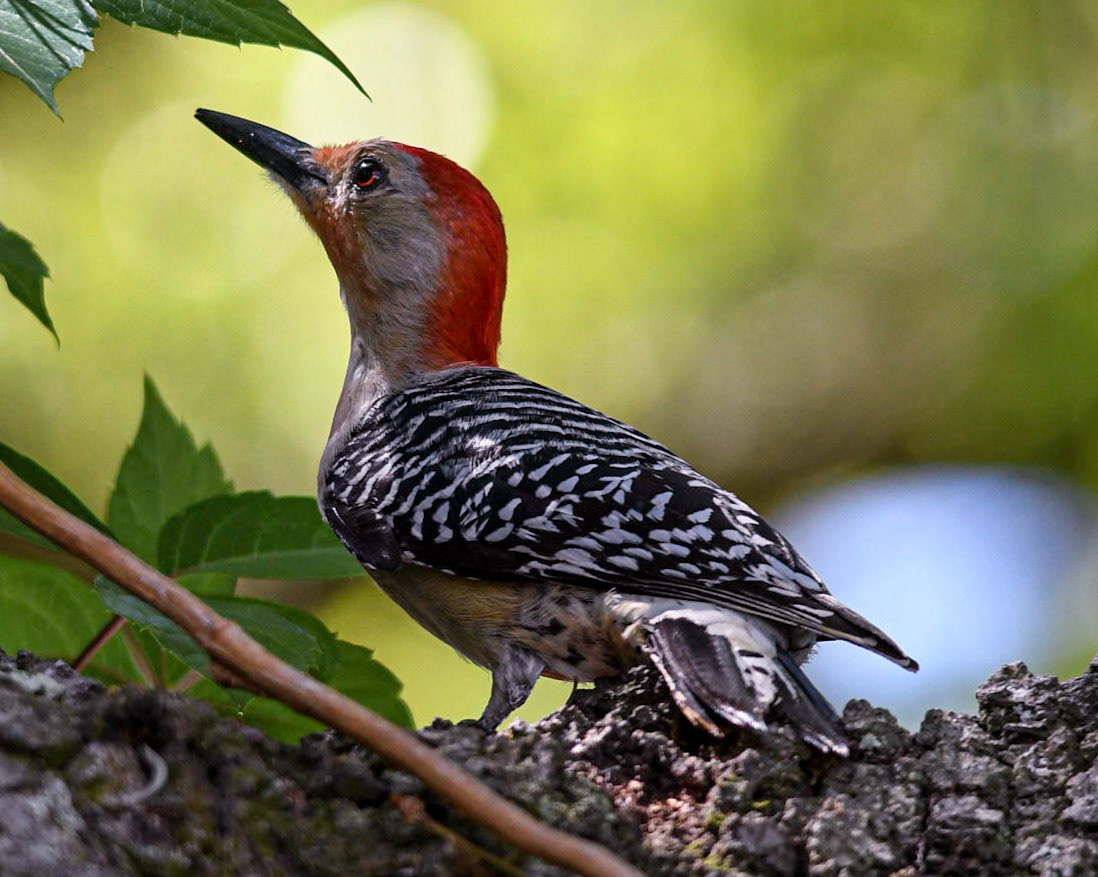 Red-bellied Woodpecker