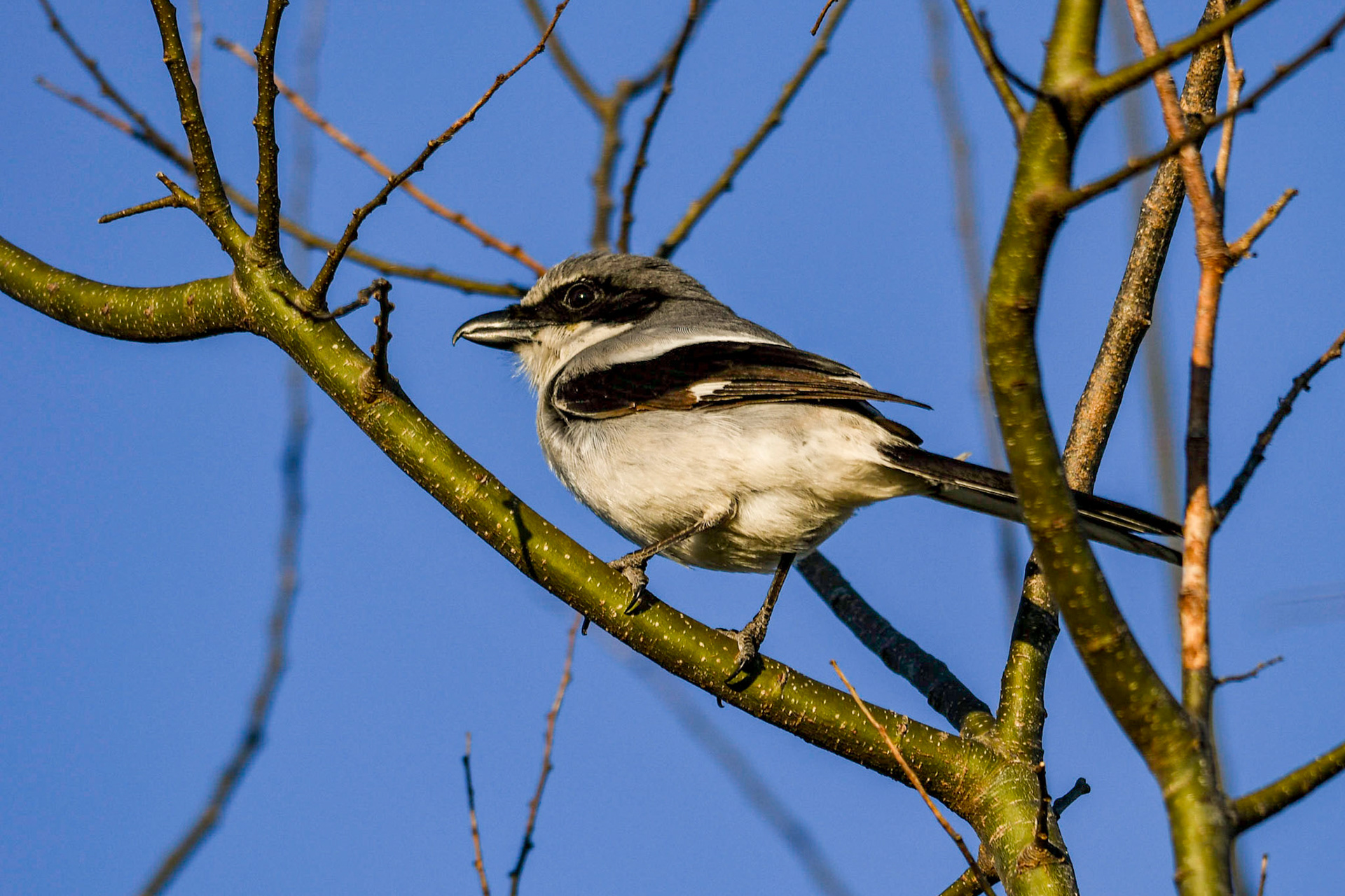 Loggerhead Shrike