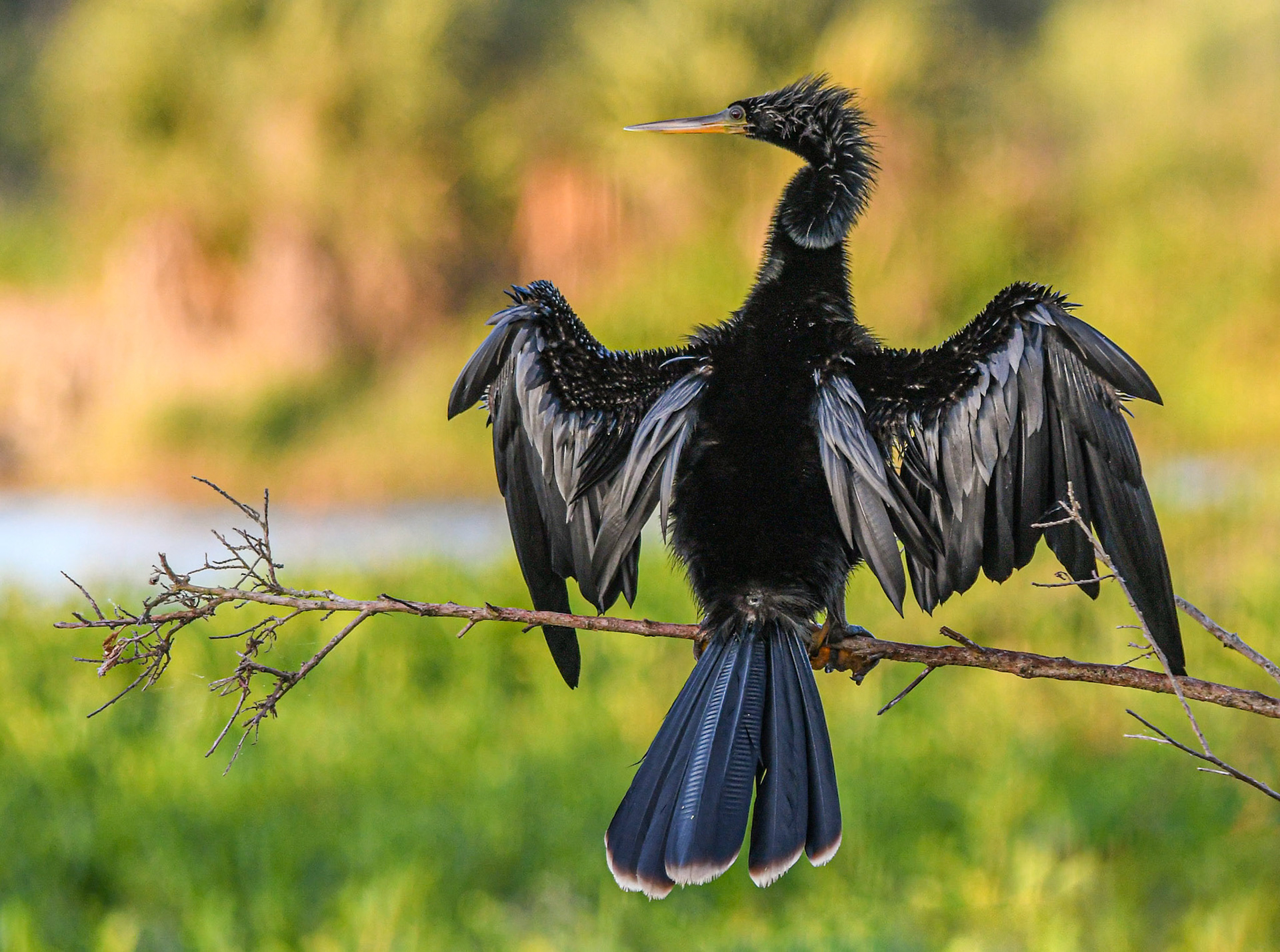 Anhinga