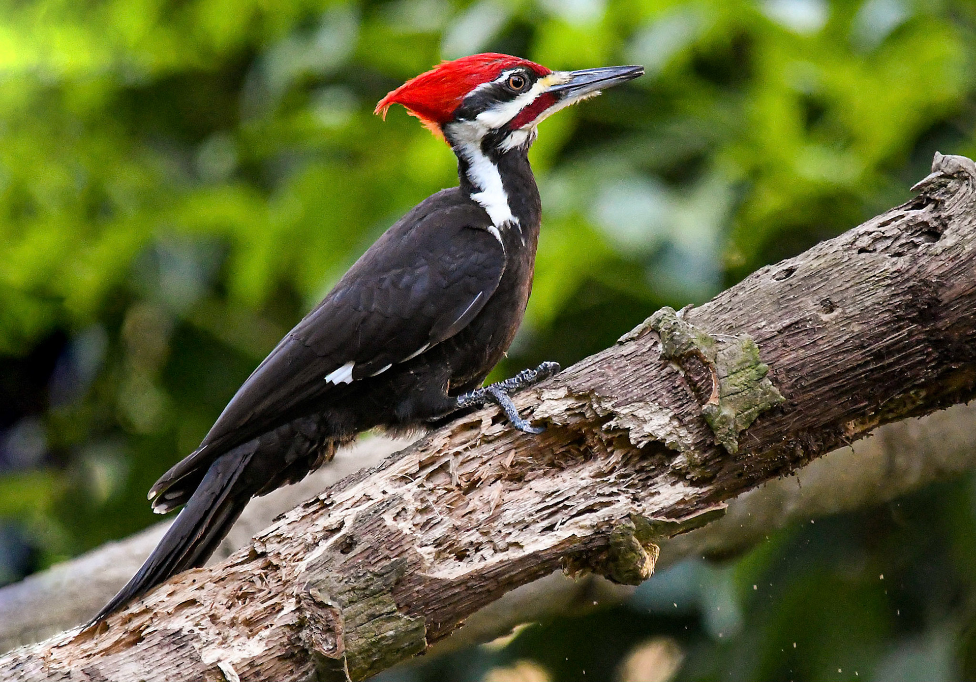 Pileated woodpecker
