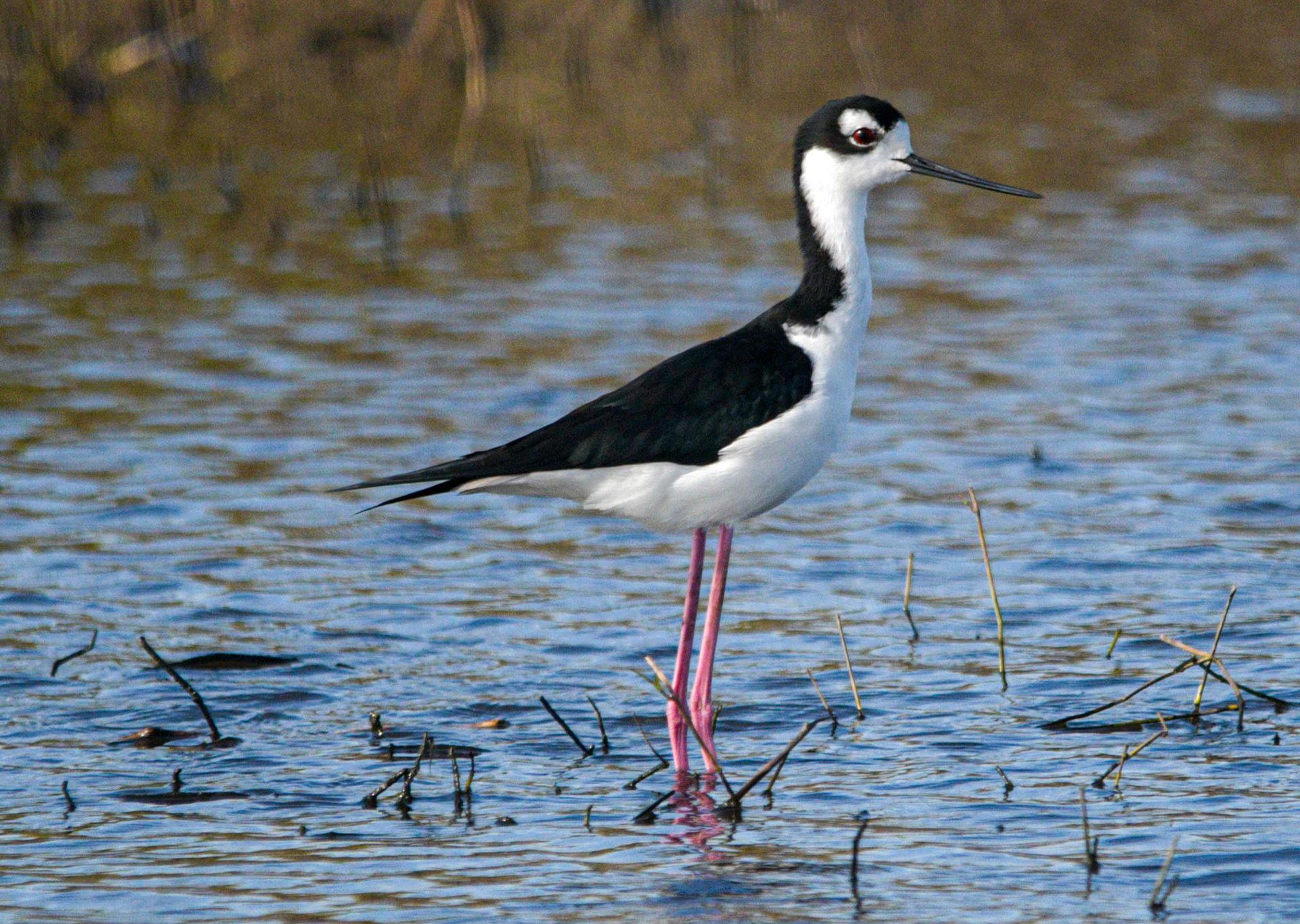 Black necked stilt