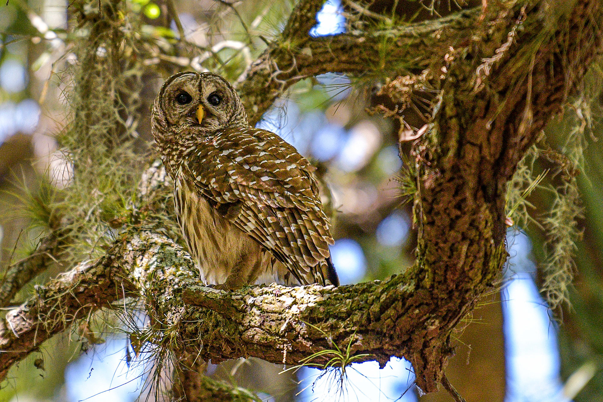 Barred owl