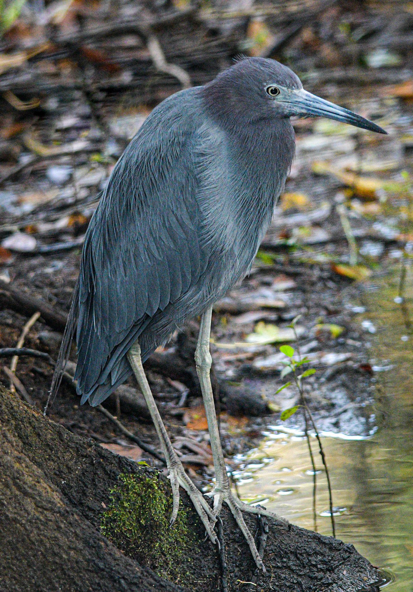 Little blue heron