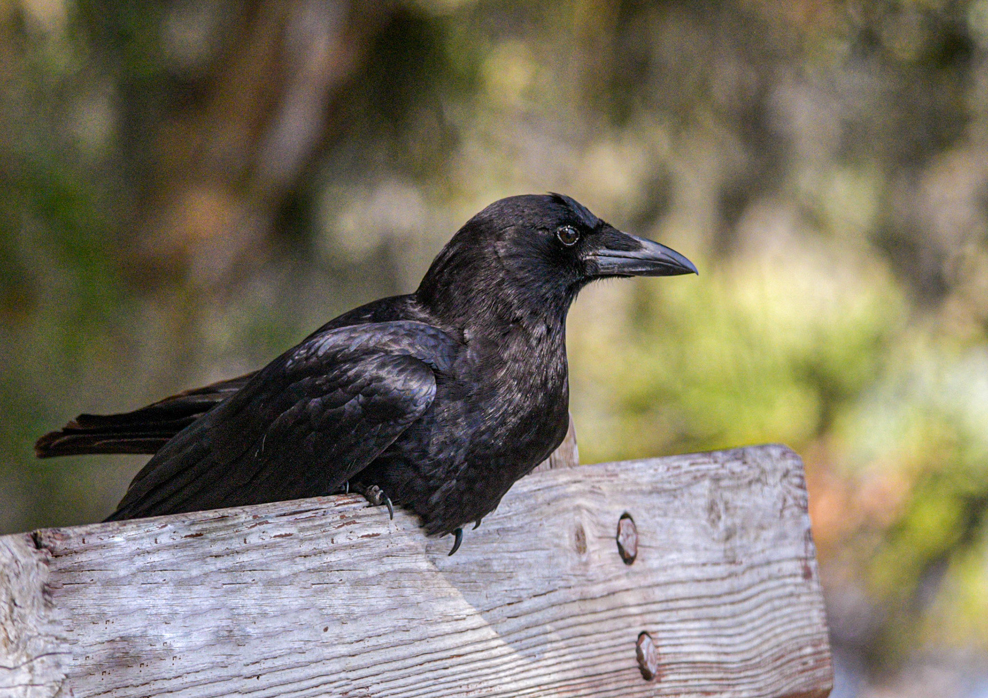 American Crow
