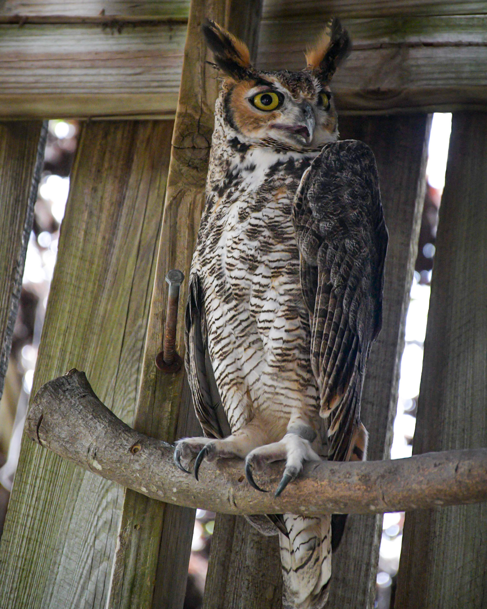 Great Horned Owl