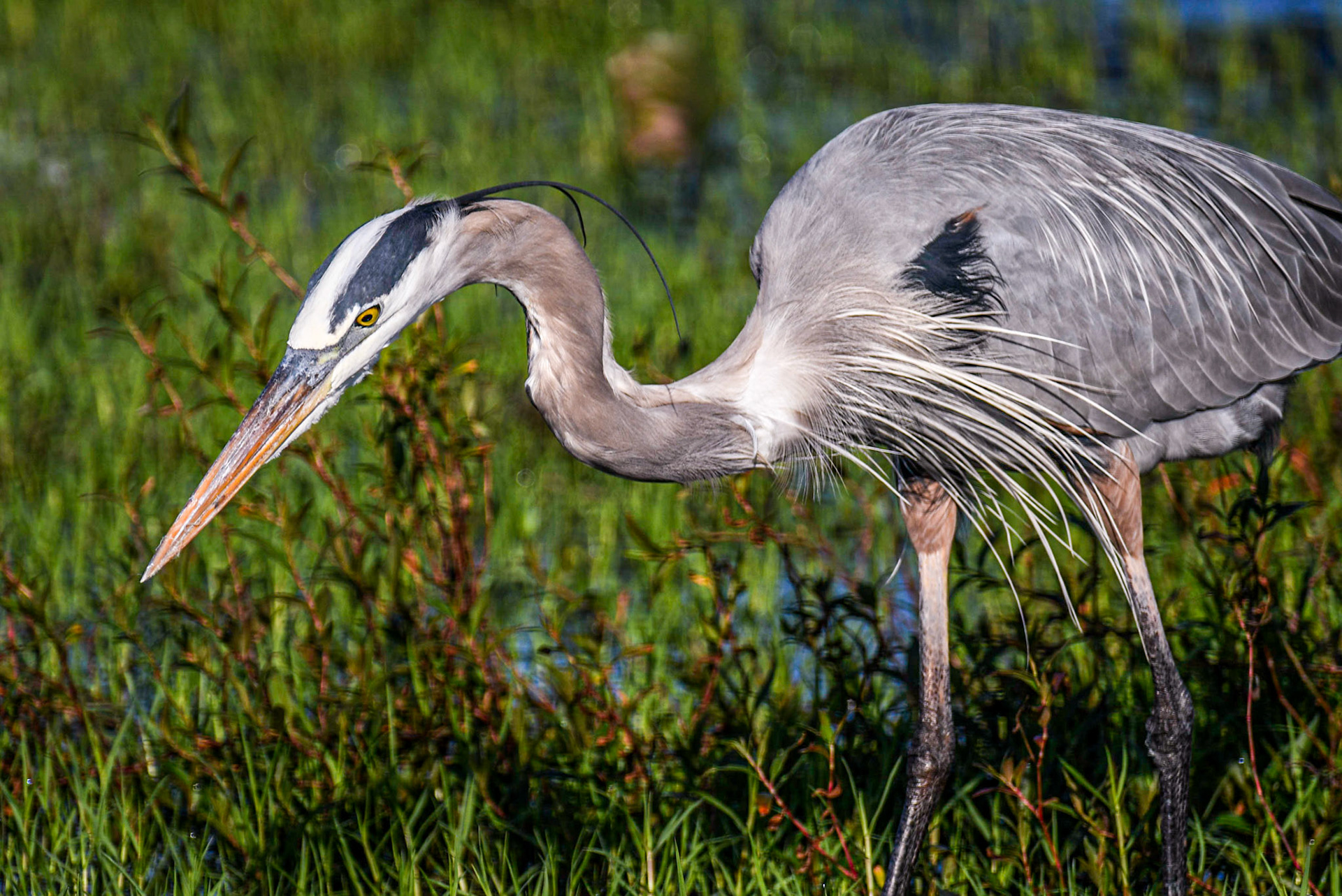 Great blue heron