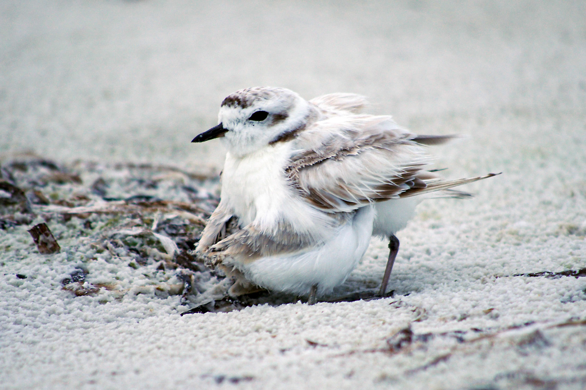 Siesta's Last Successful Nesting in 2016: Snowy Plover Dad with two chicks