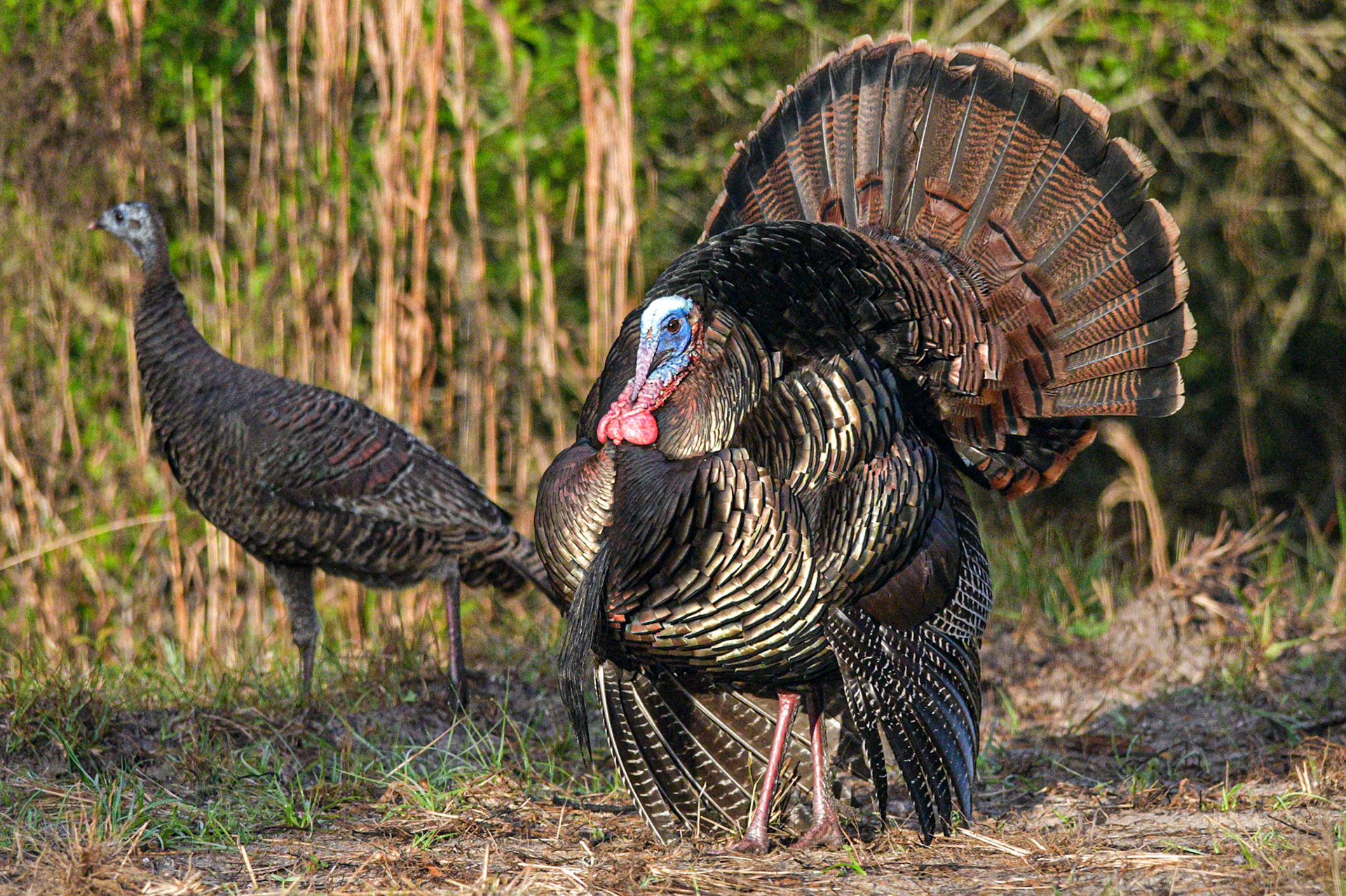 Wild Turkey