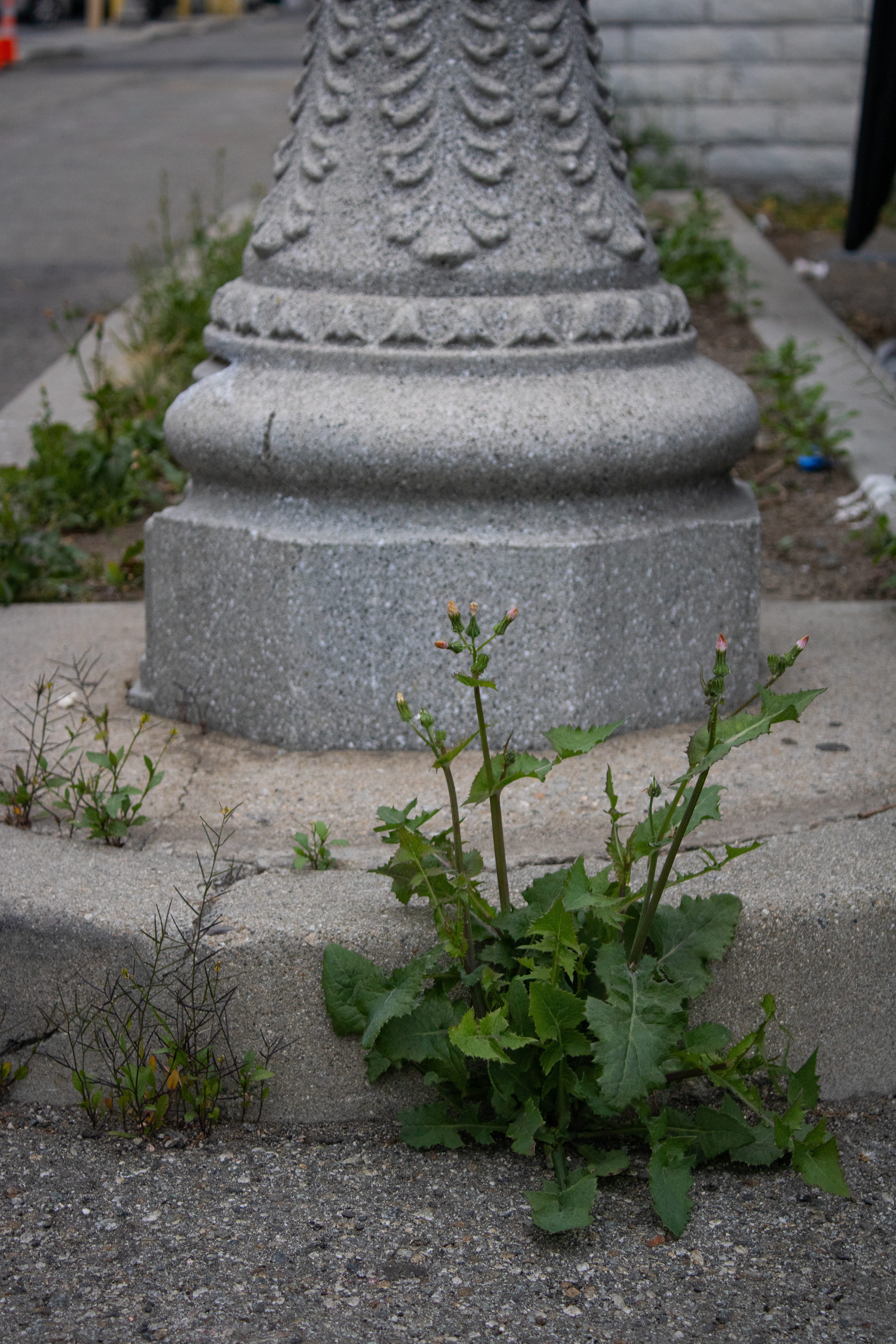 Weeds in Concrete