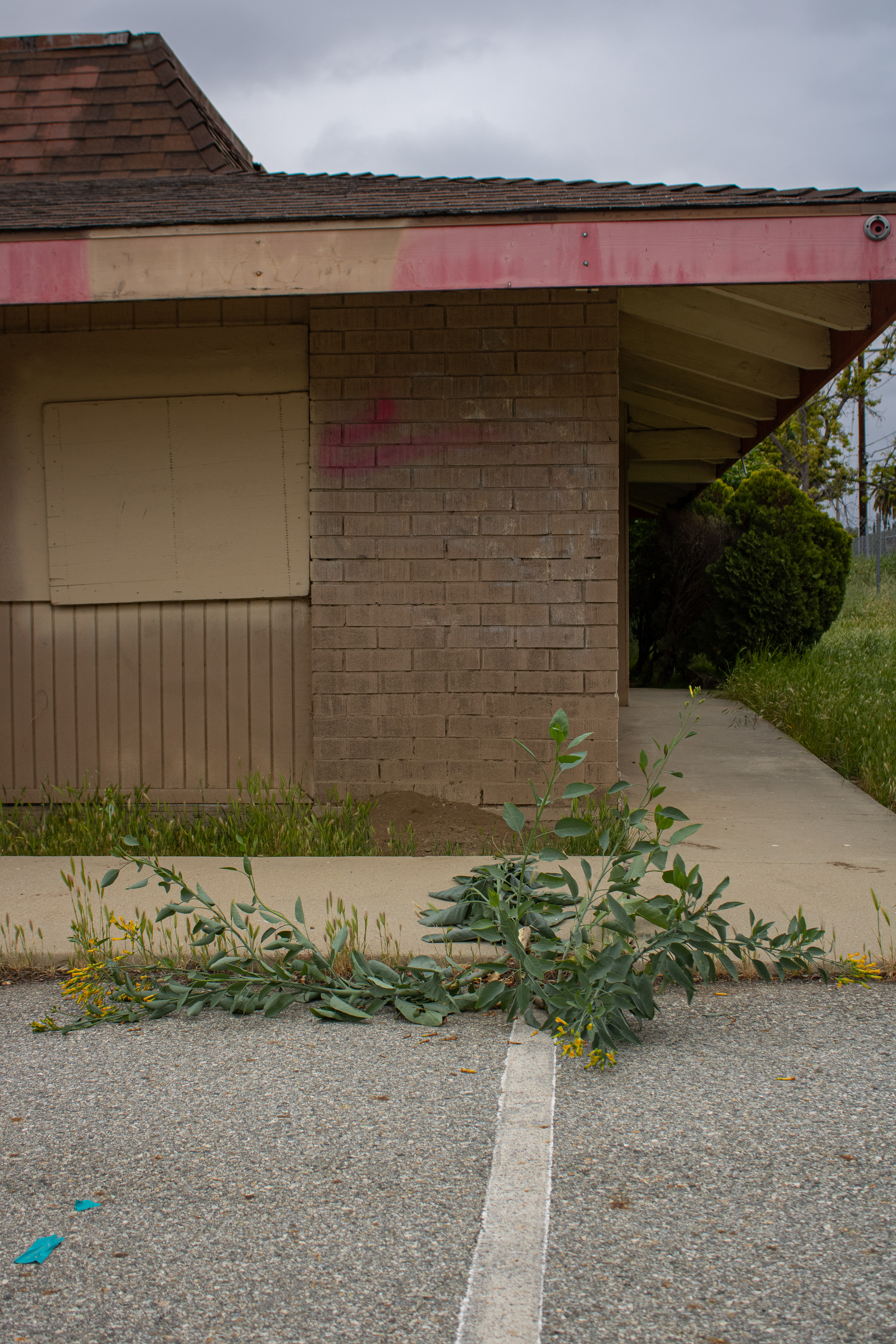 Abandoned China House Flower Plant