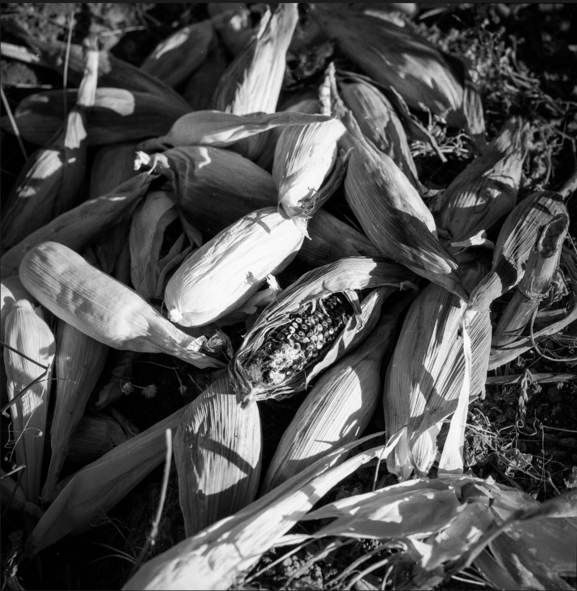 Revelado y digitalización de negativos