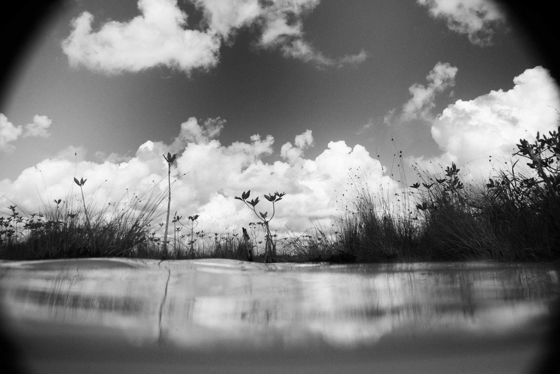 Fotografía en blanco y negro