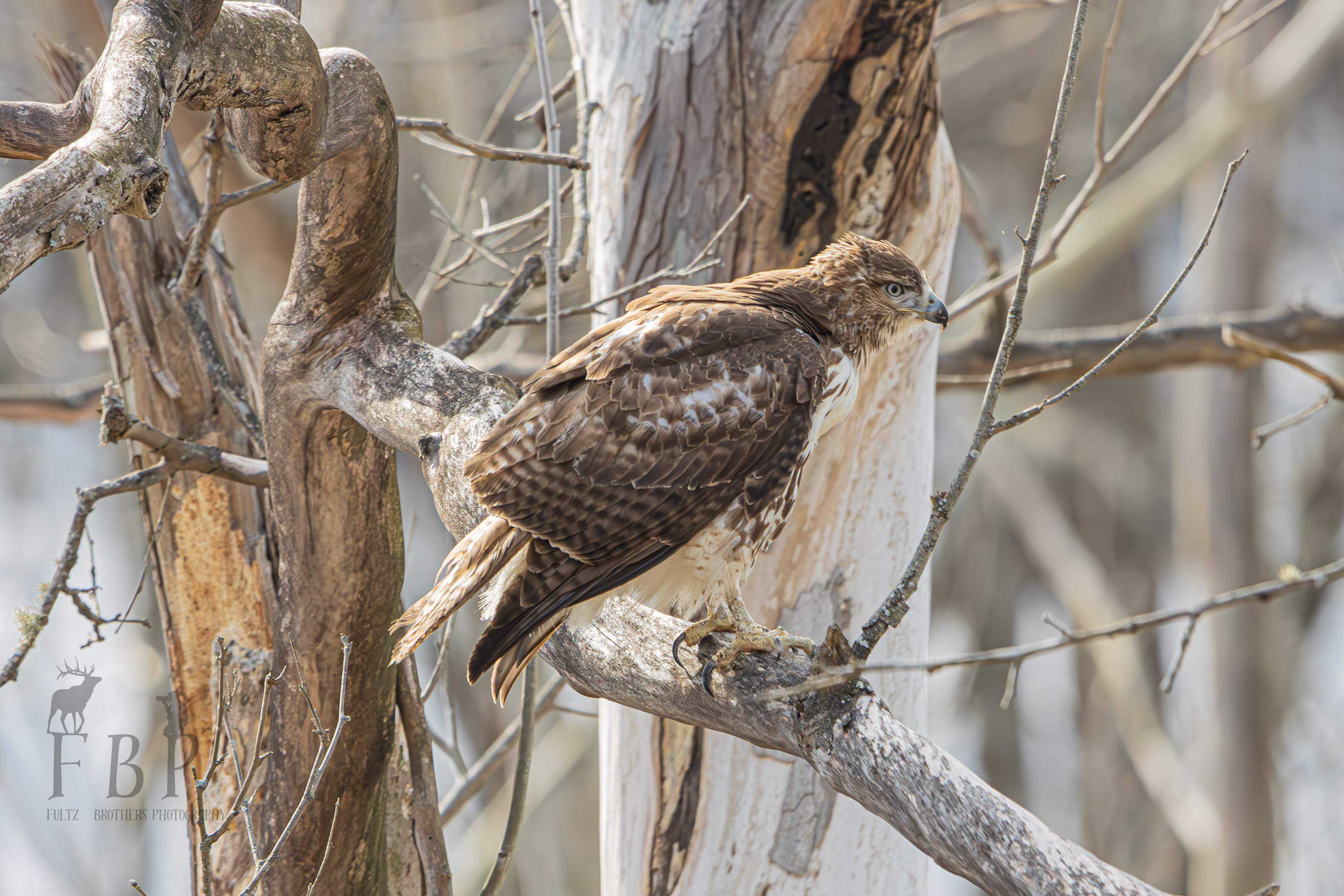 Red-Tailed Hawk