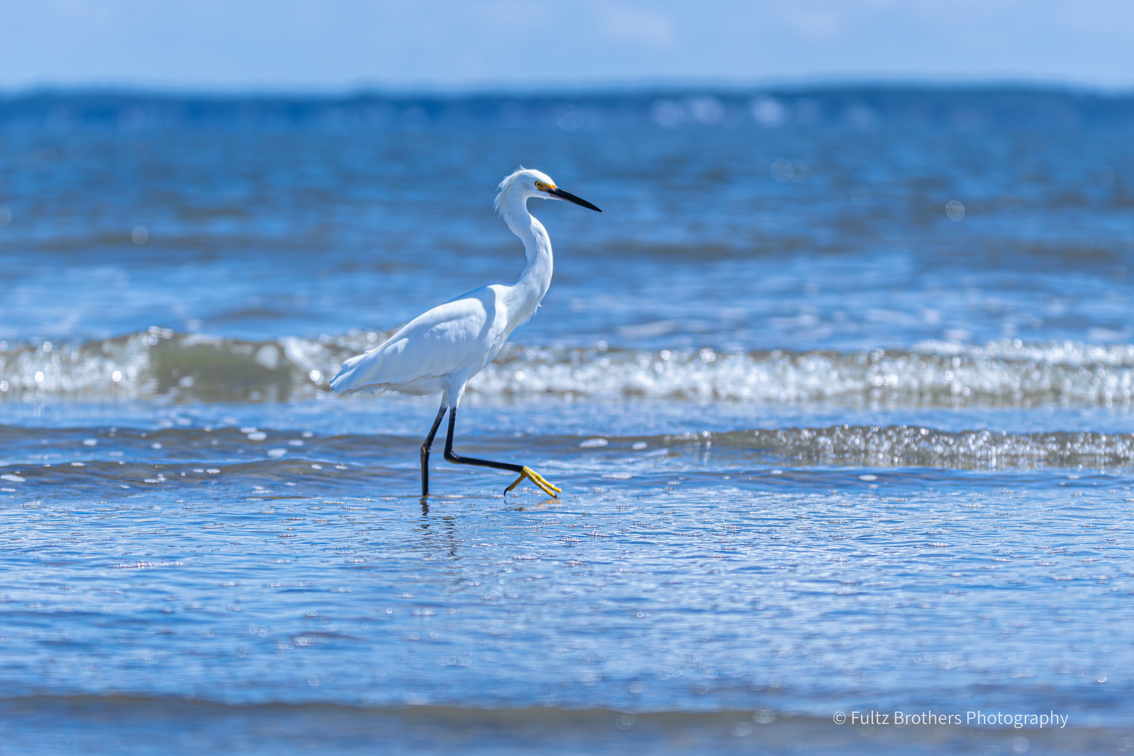 Snowy Egret