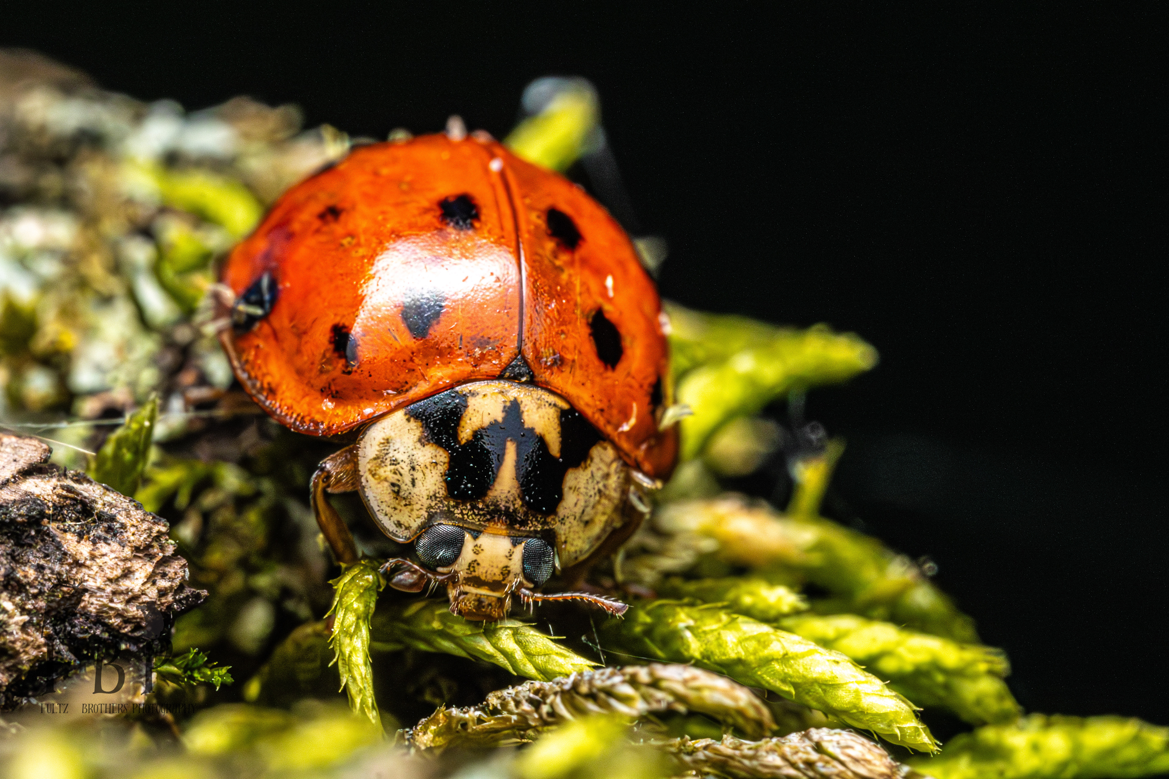 Asian Lady Beetle