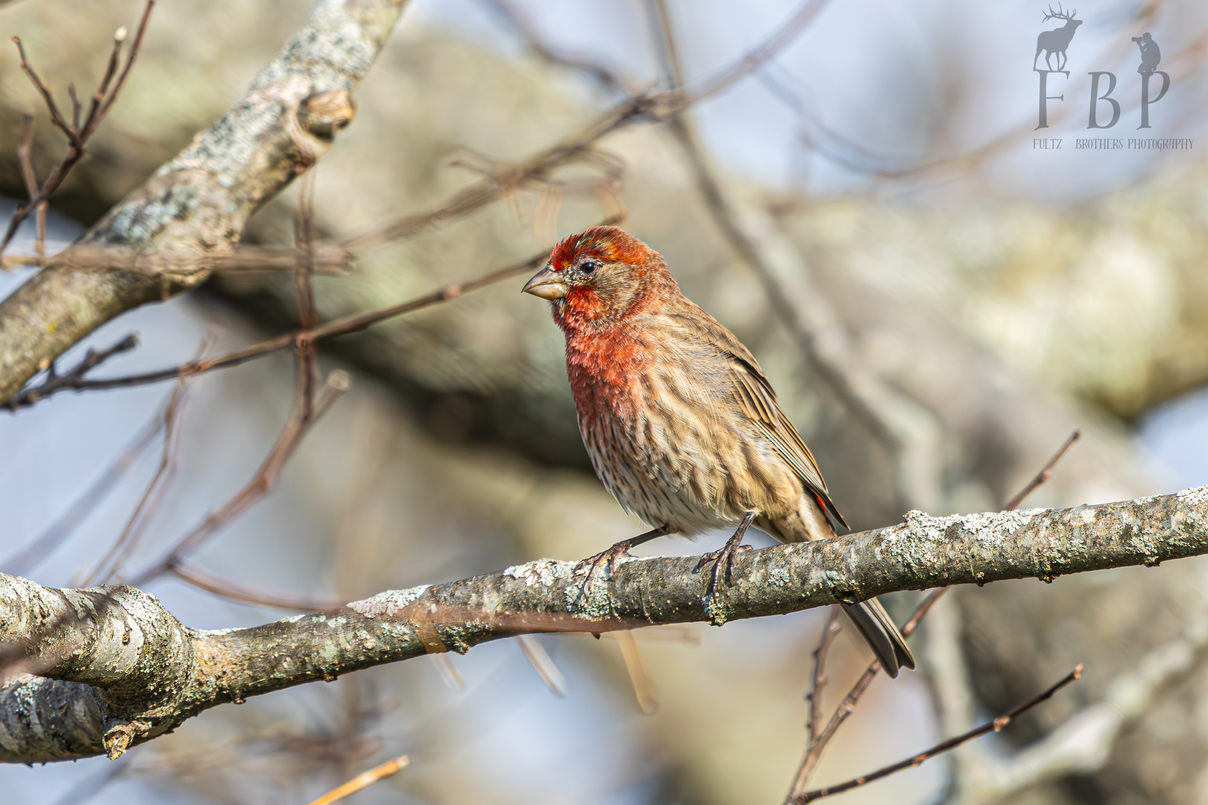 House Finch