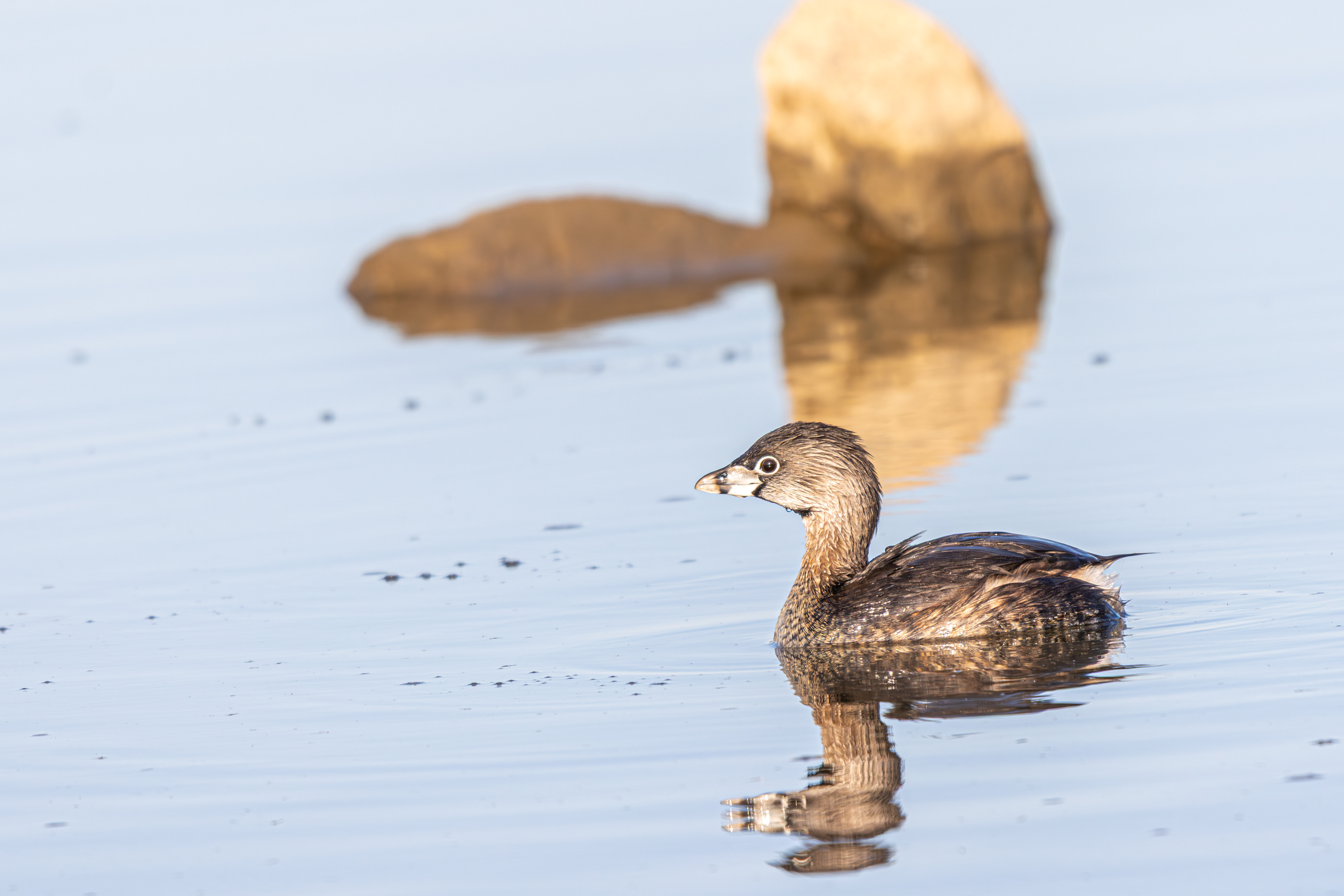 Pied-Billed Grebe