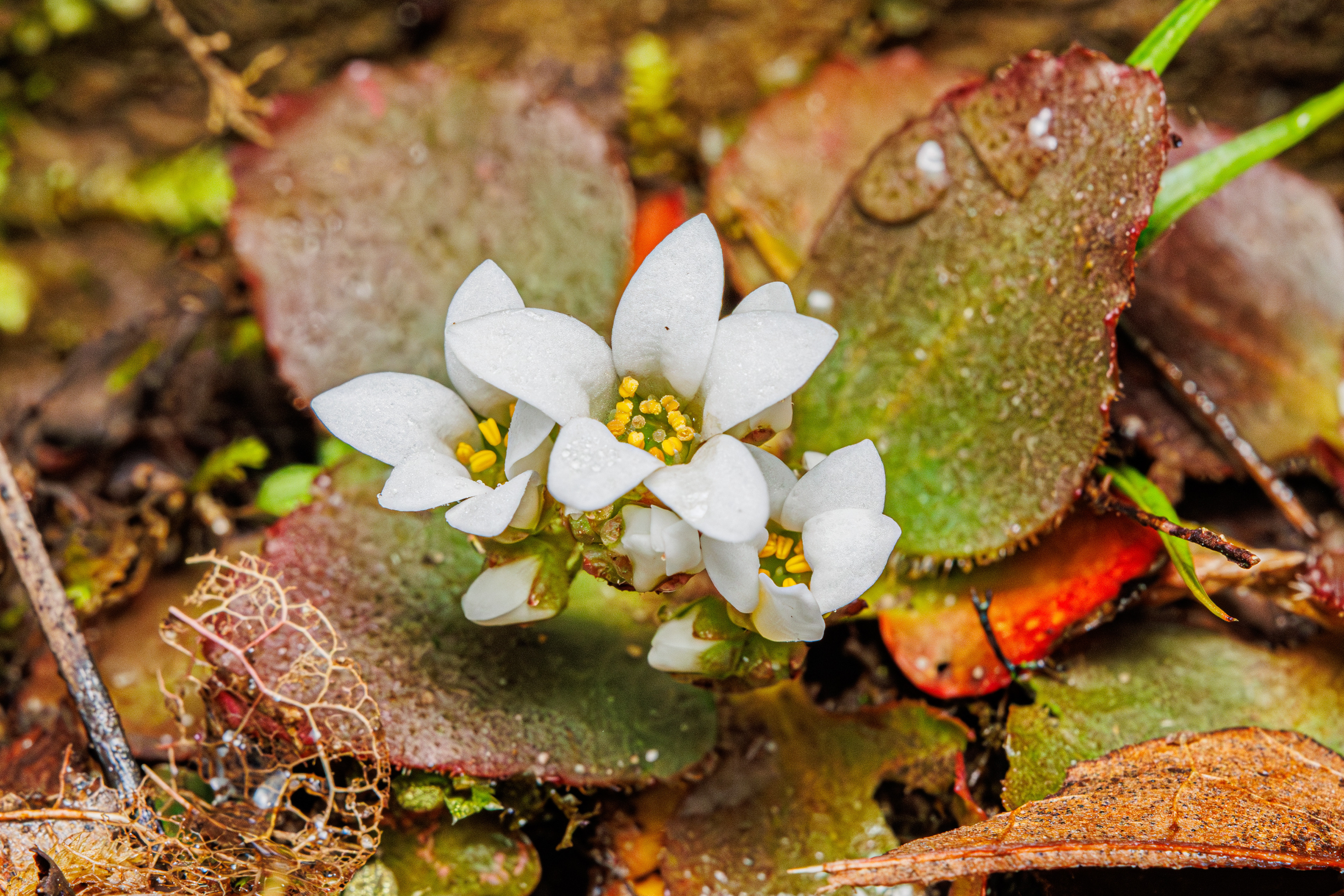 Early Saxifrage 