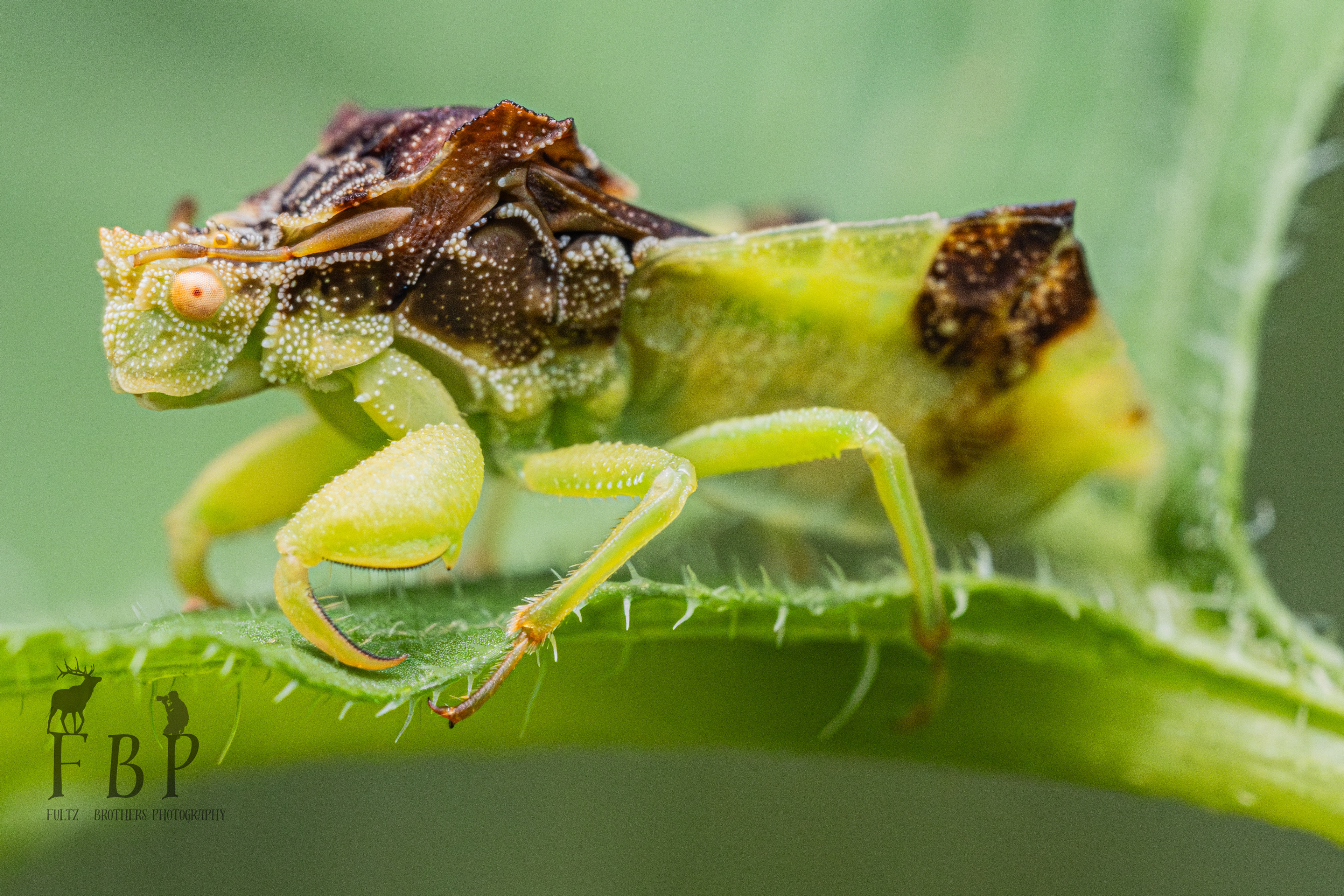 Jagged Ambush Bug