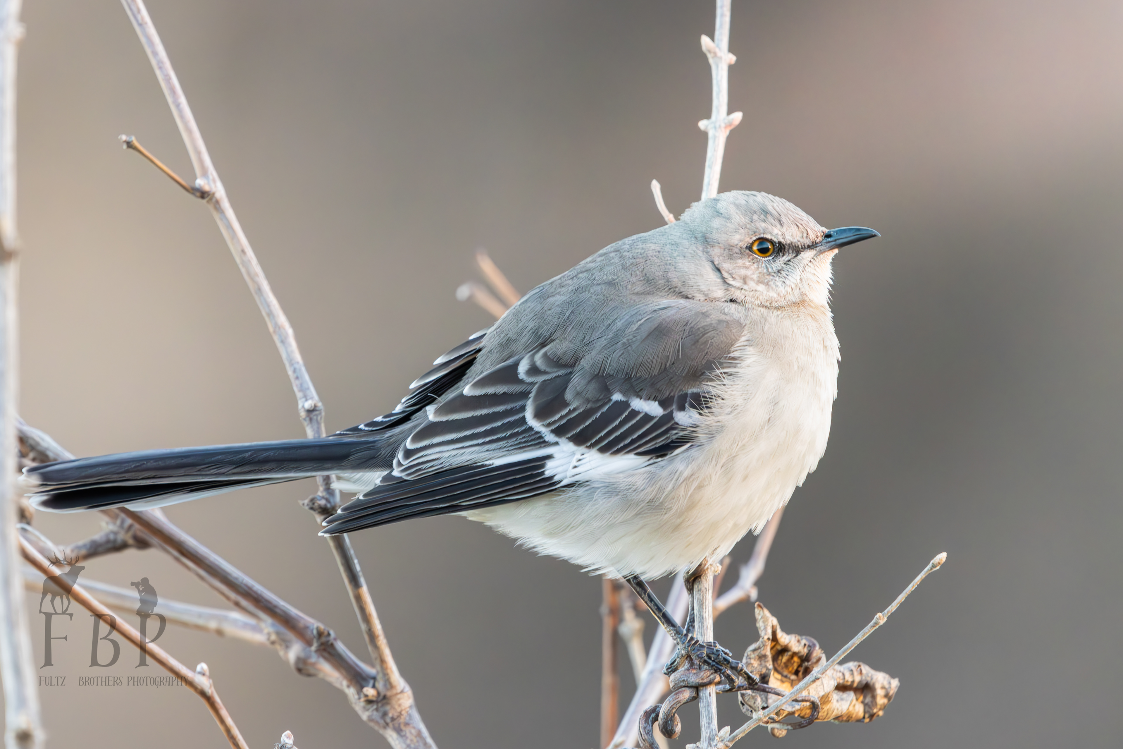 Northern Mockingbird