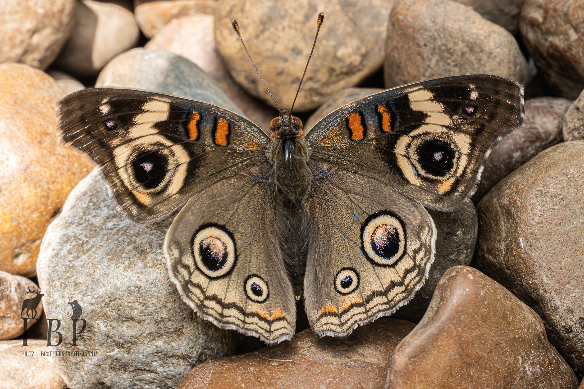 Common Buckeye