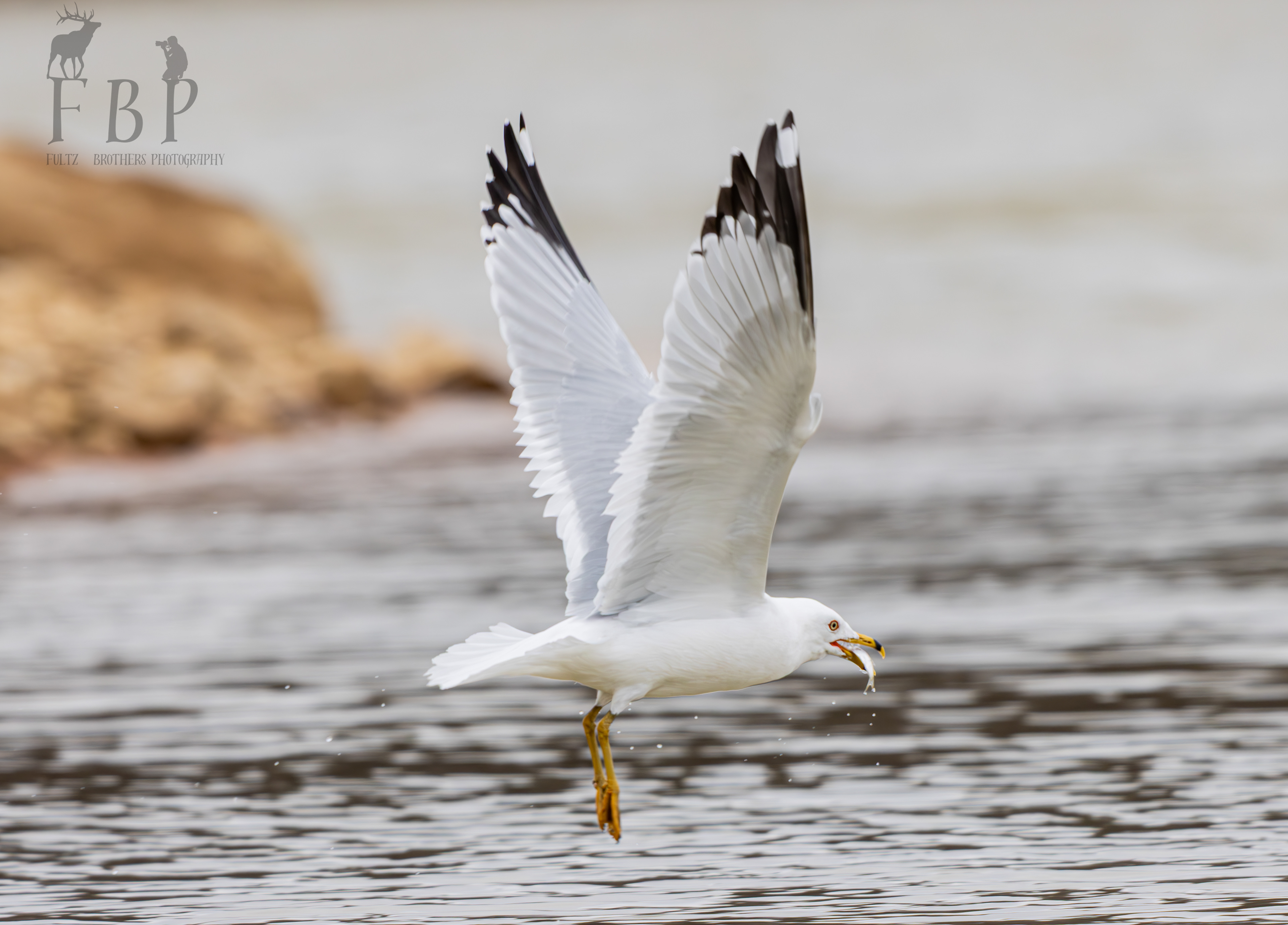 Ring-Billed Gull
