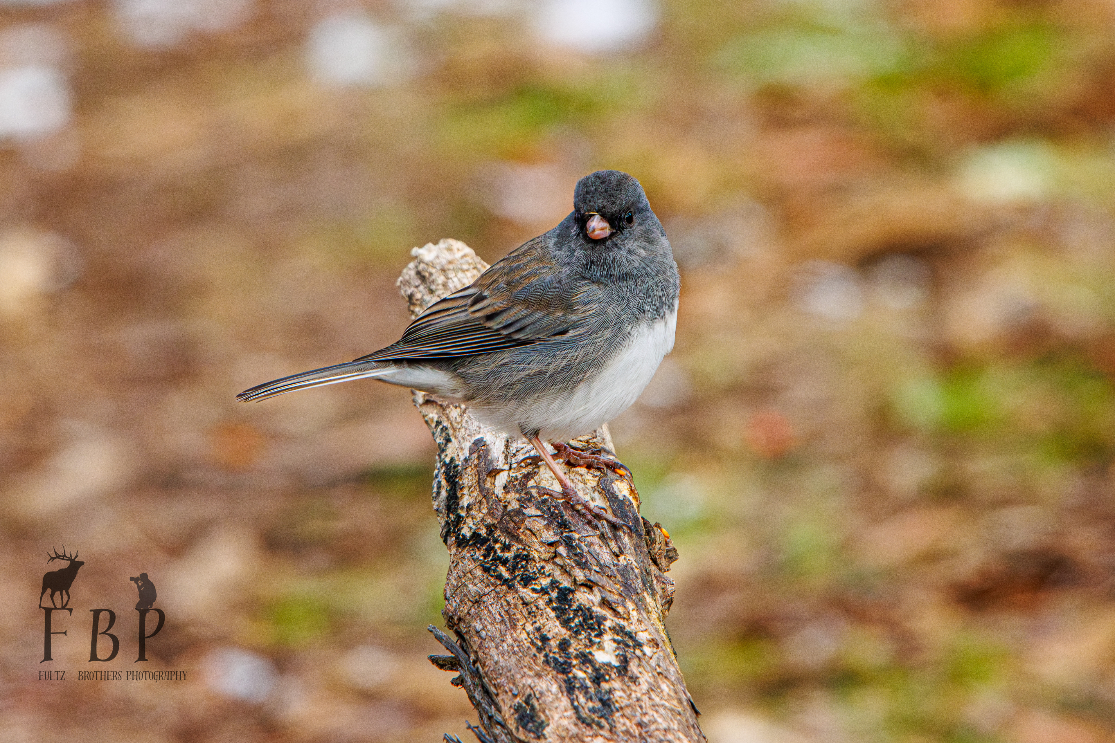 Dark-eyed Junco