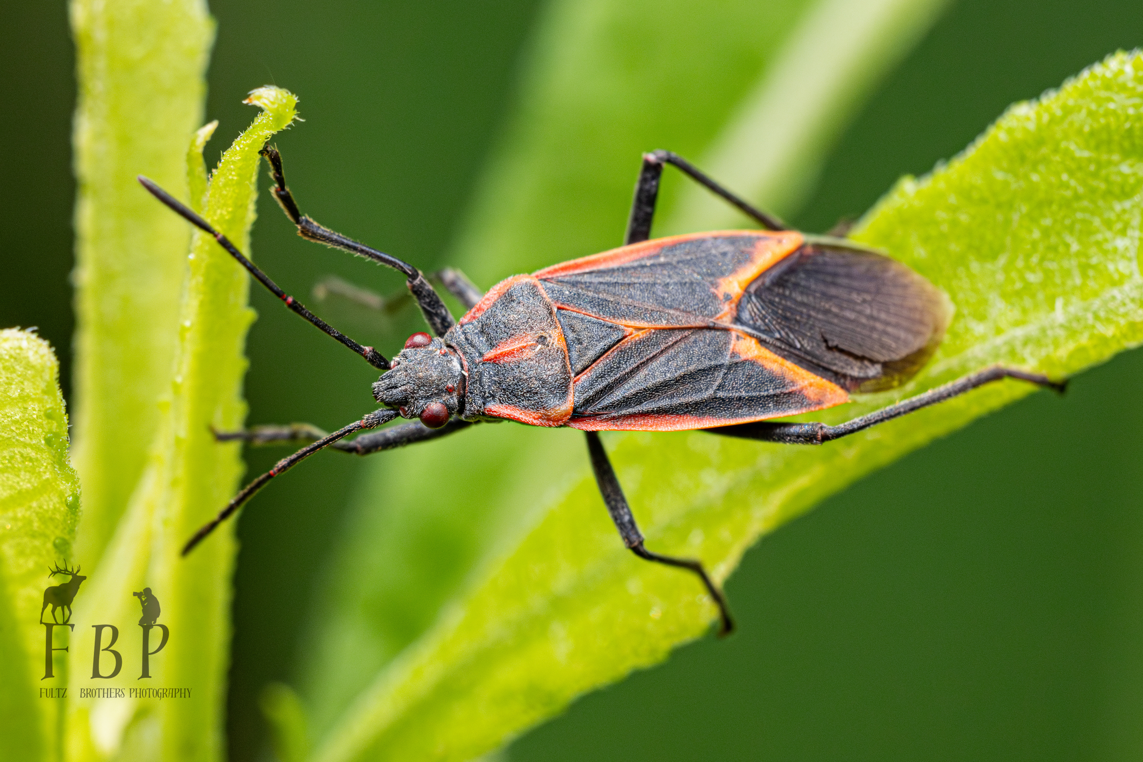 Eastern Boxelder Bug