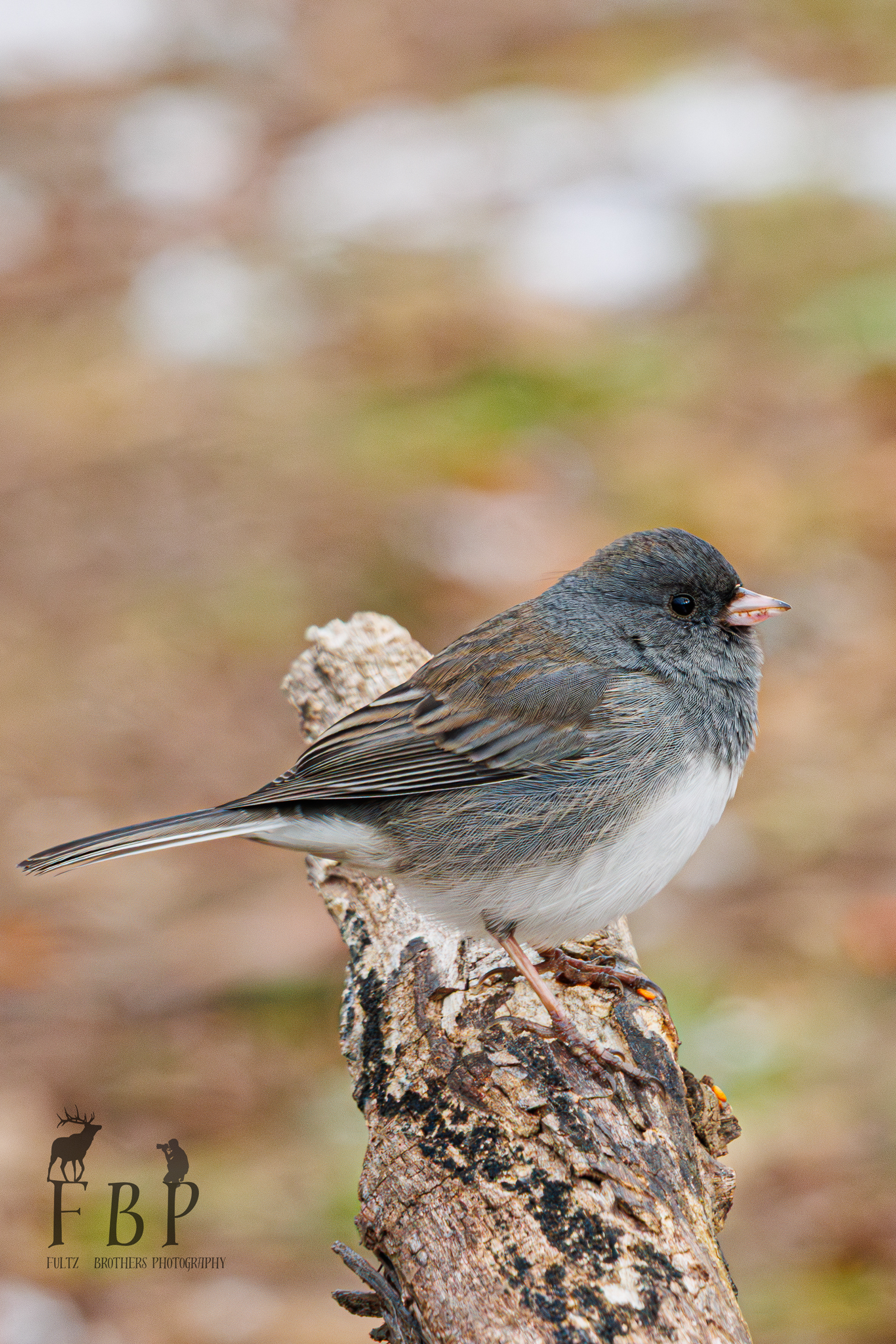 Dark-eyed Junco