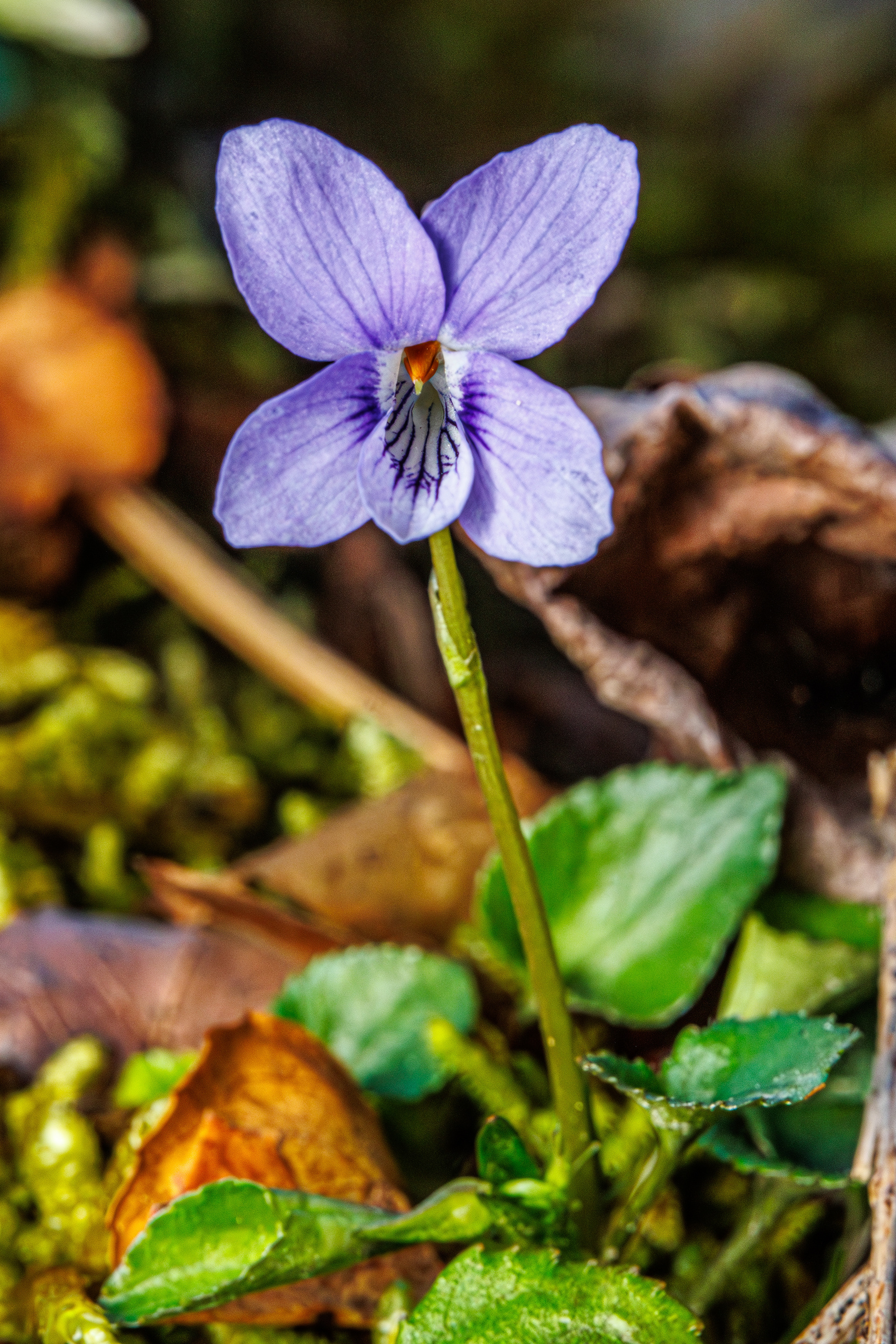 Long-Spurred Violet